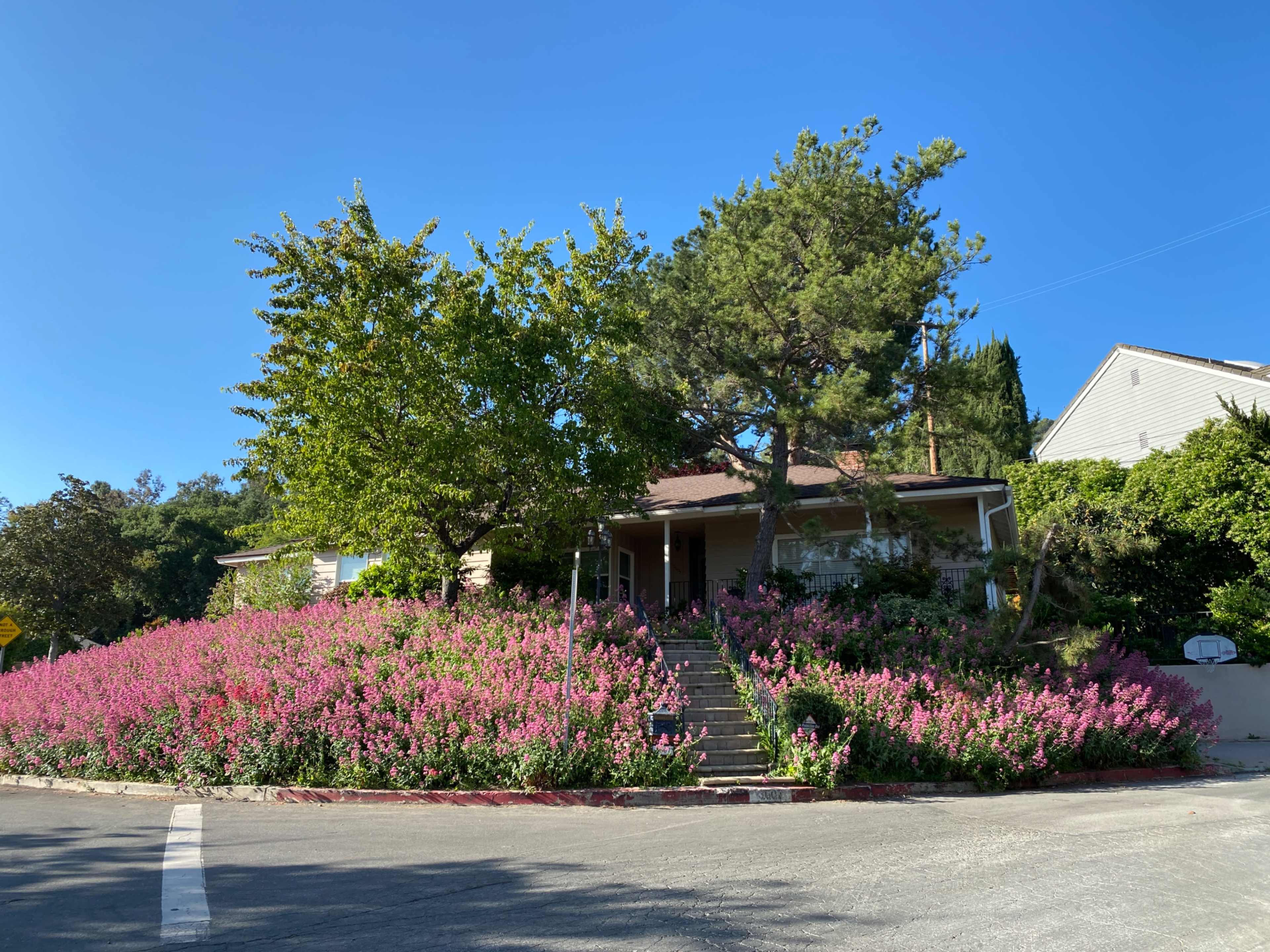 A house is surrounded by a lush garden of pink flowers and a large tree, located at the corner of a street.