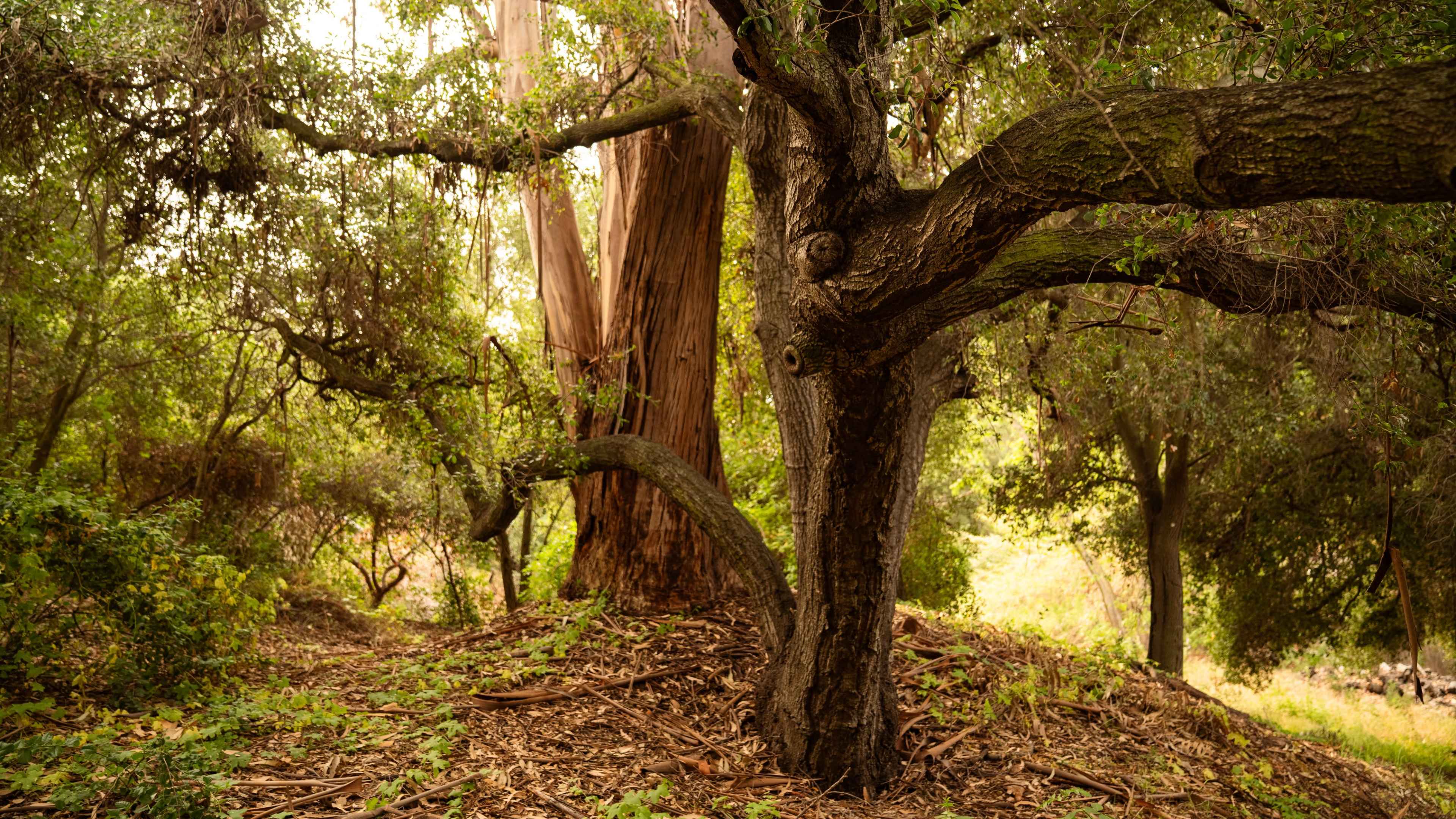 The image displays a wooded area featuring a large eucalyptus tree beside a shorter, twisted tree amidst lush greenery and fallen leaves.