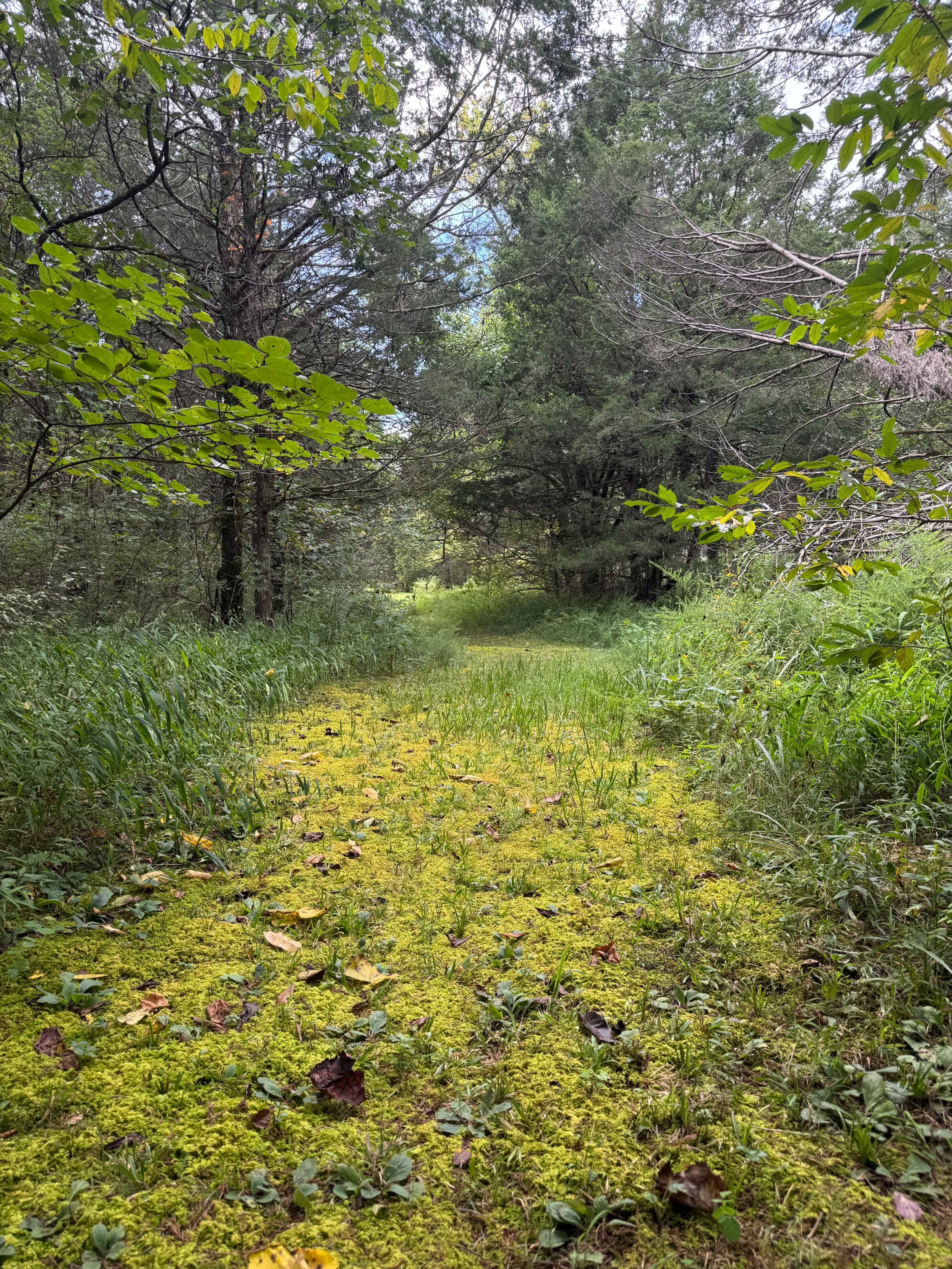 Private Tennessee Forest + Green Screen Access for Film/Photo (Eagleville) Image in , Eagleville, TN