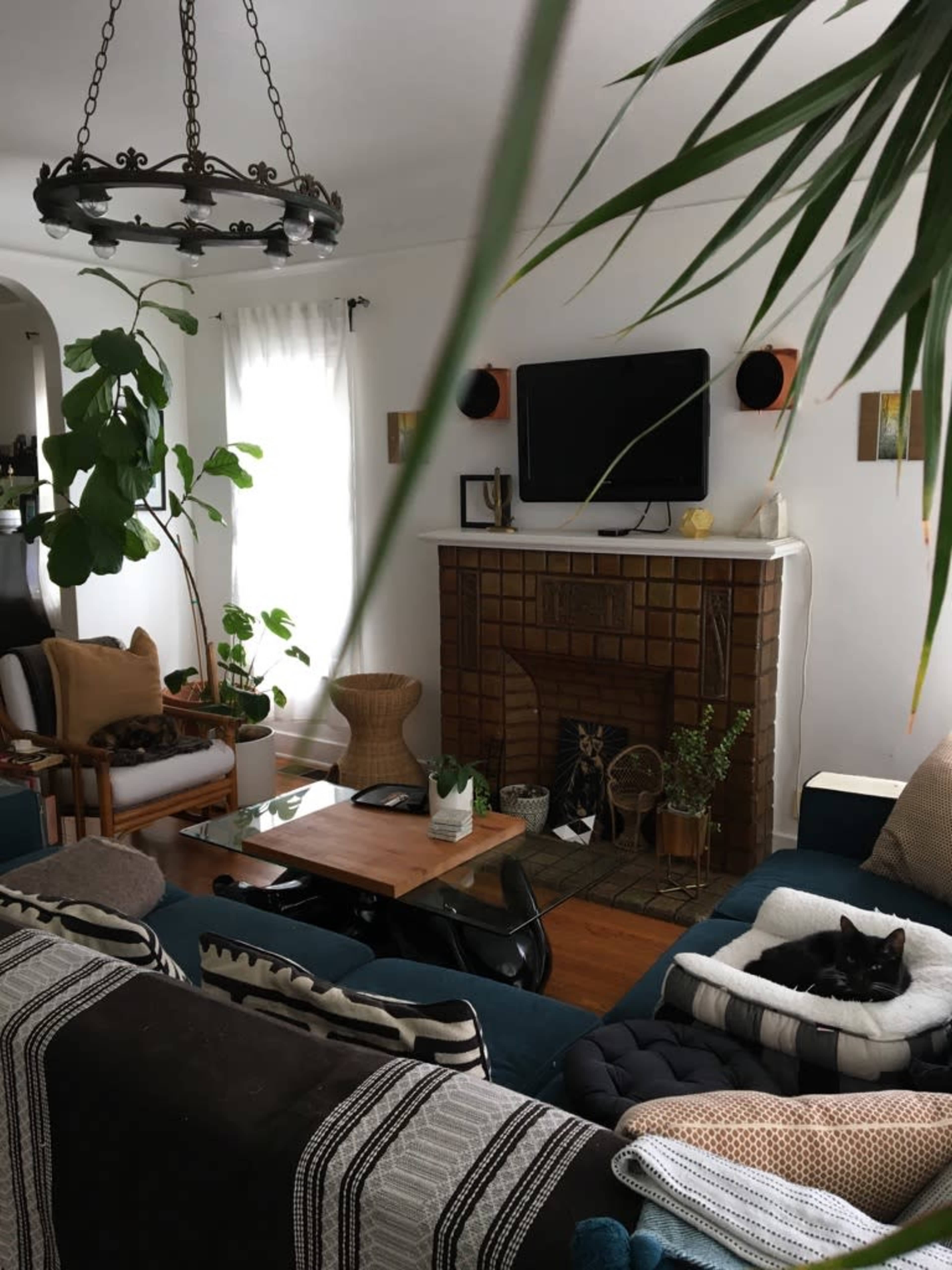 A living room features a brown tile fireplace, a green plant in the corner, a coffee table, and a black cat resting on a couch.