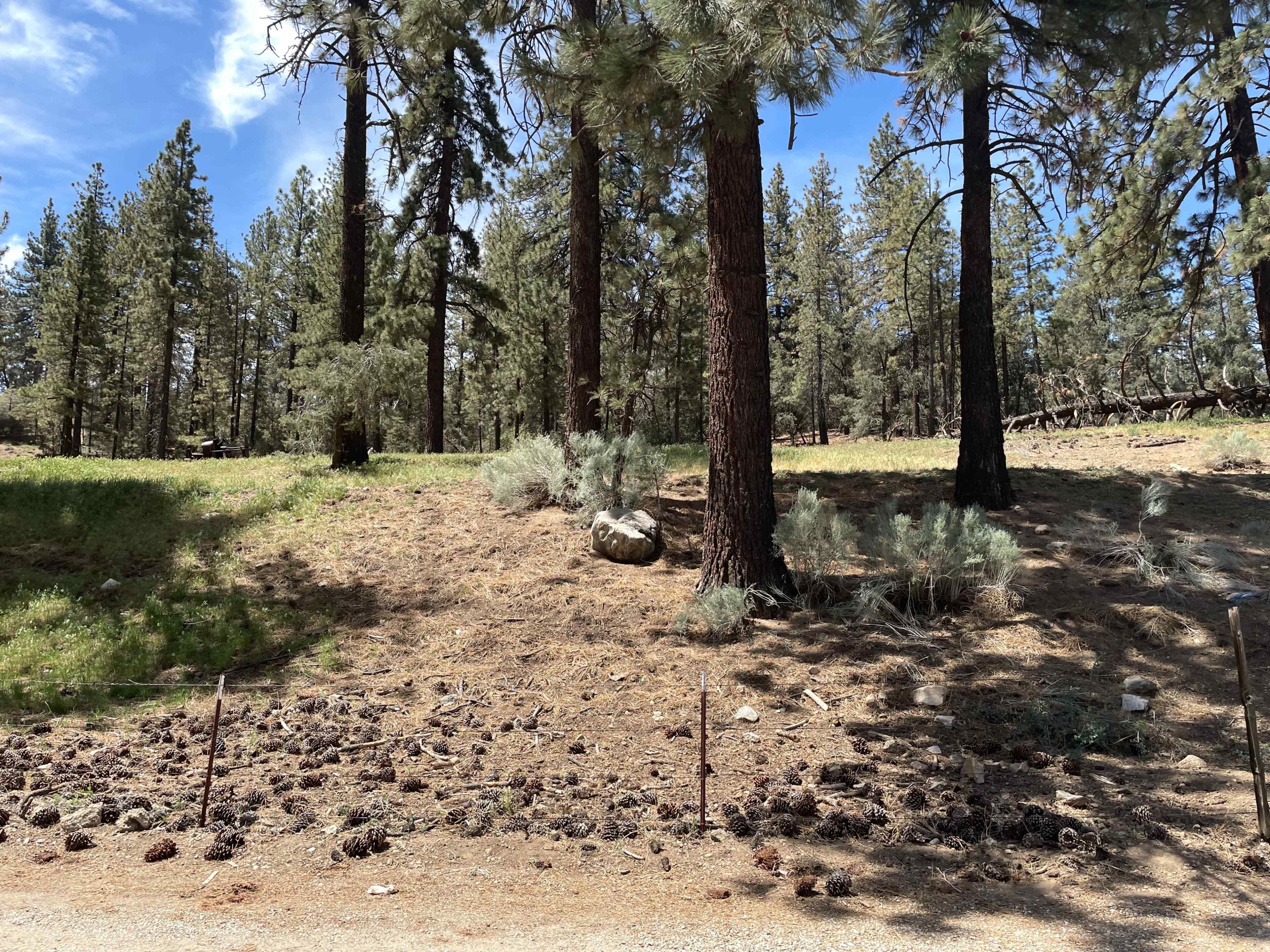 A forested area with tall pine trees, scattered rocks, and a ground covered in pine cones and shrubs.