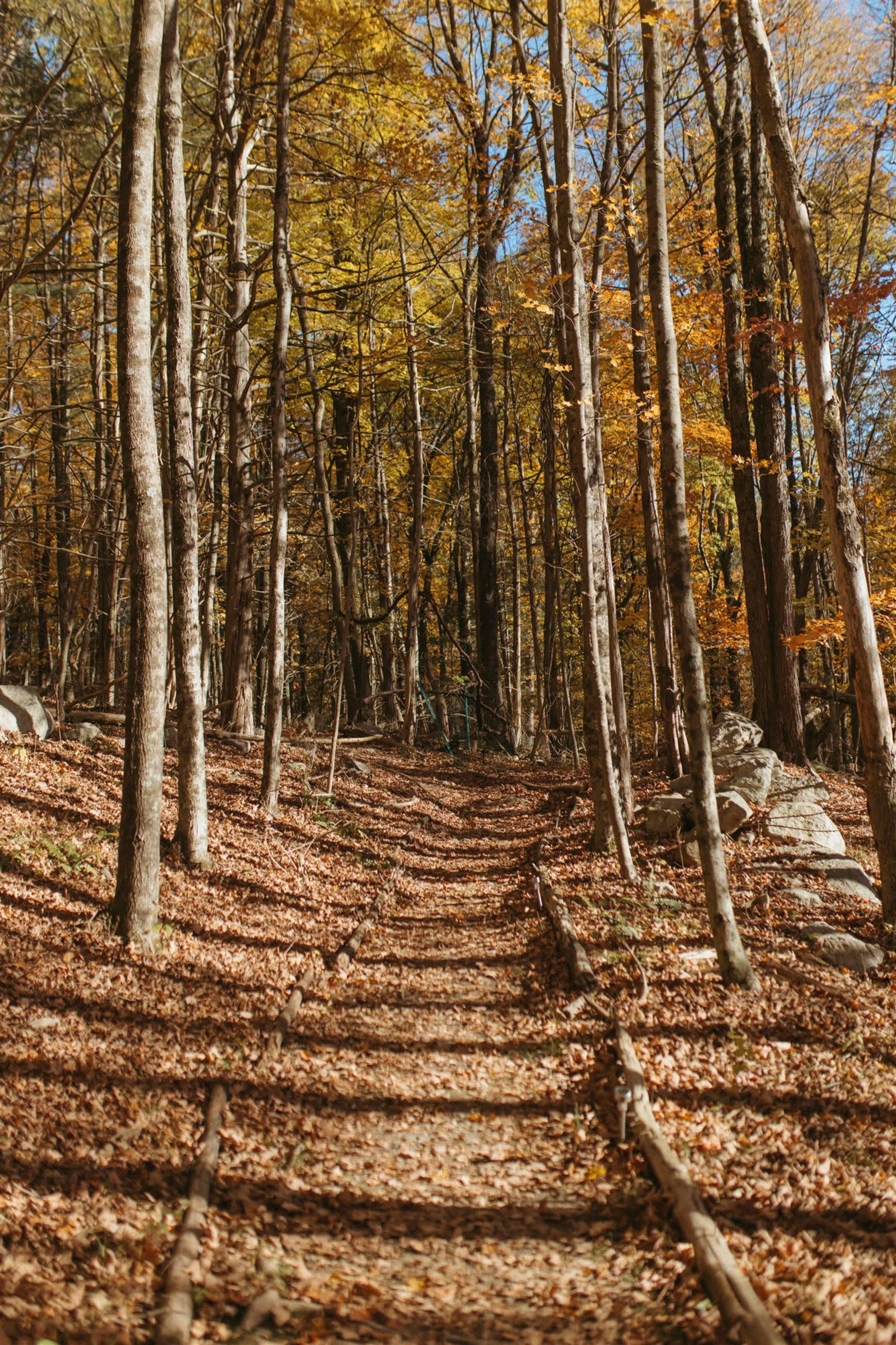 A cleared path winds through a forest with autumn leaves blanketing the ground and trees displaying yellow foliage.