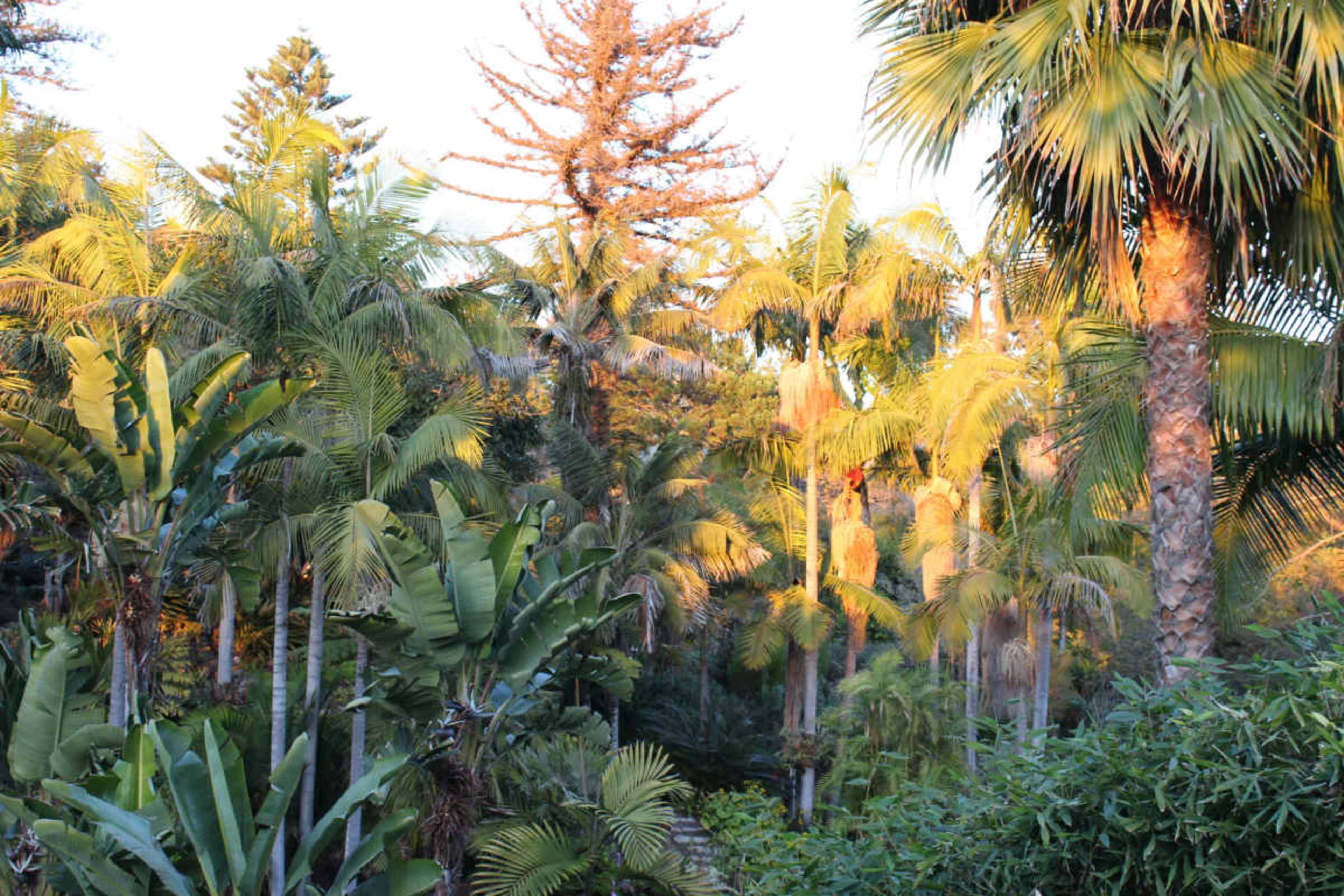 A dense grouping of various palm trees and tropical plants fills the scene, illuminated by warm sunlight.