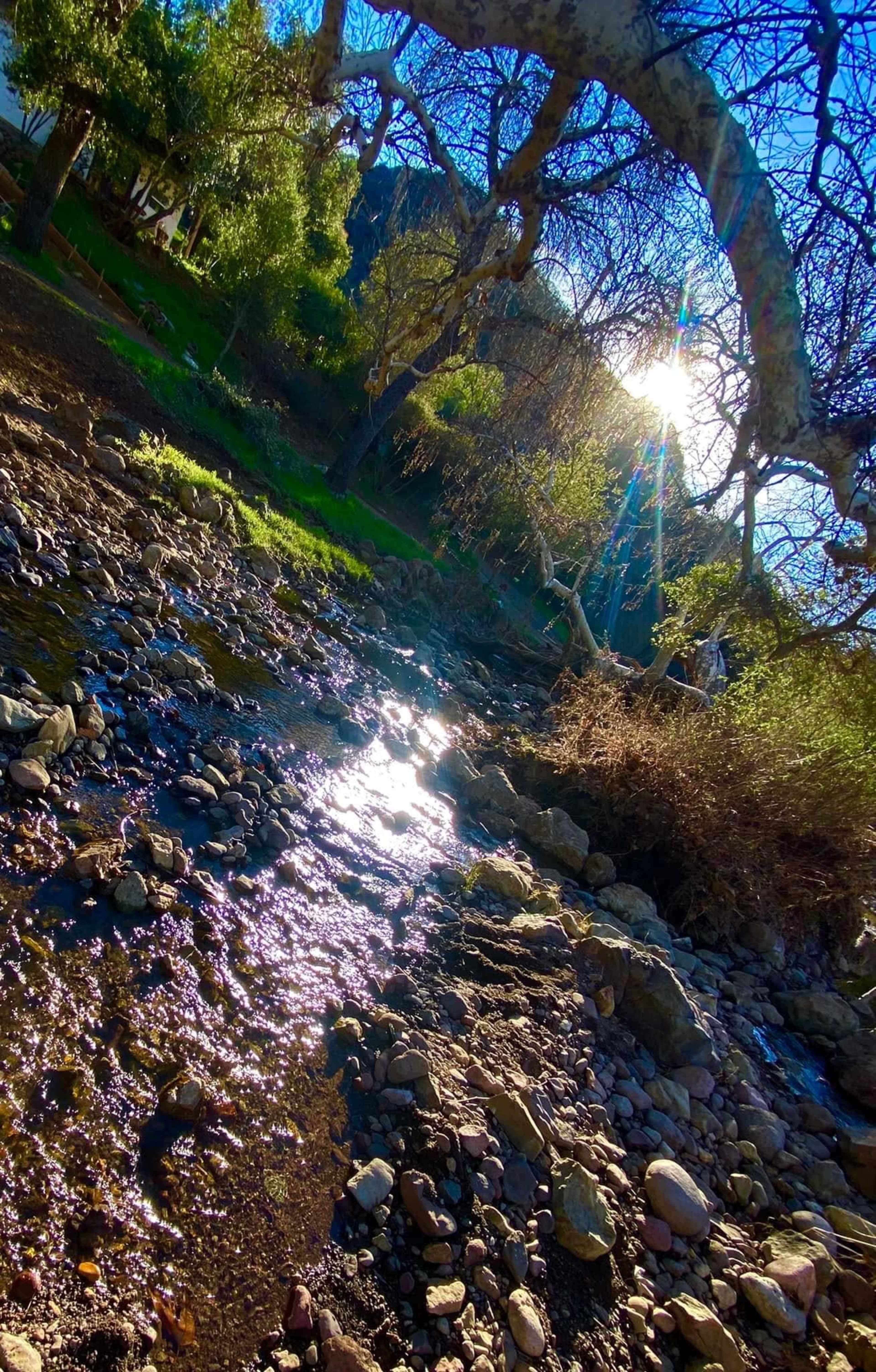 A stream flows over rocks under a sunlight-dappled tree.