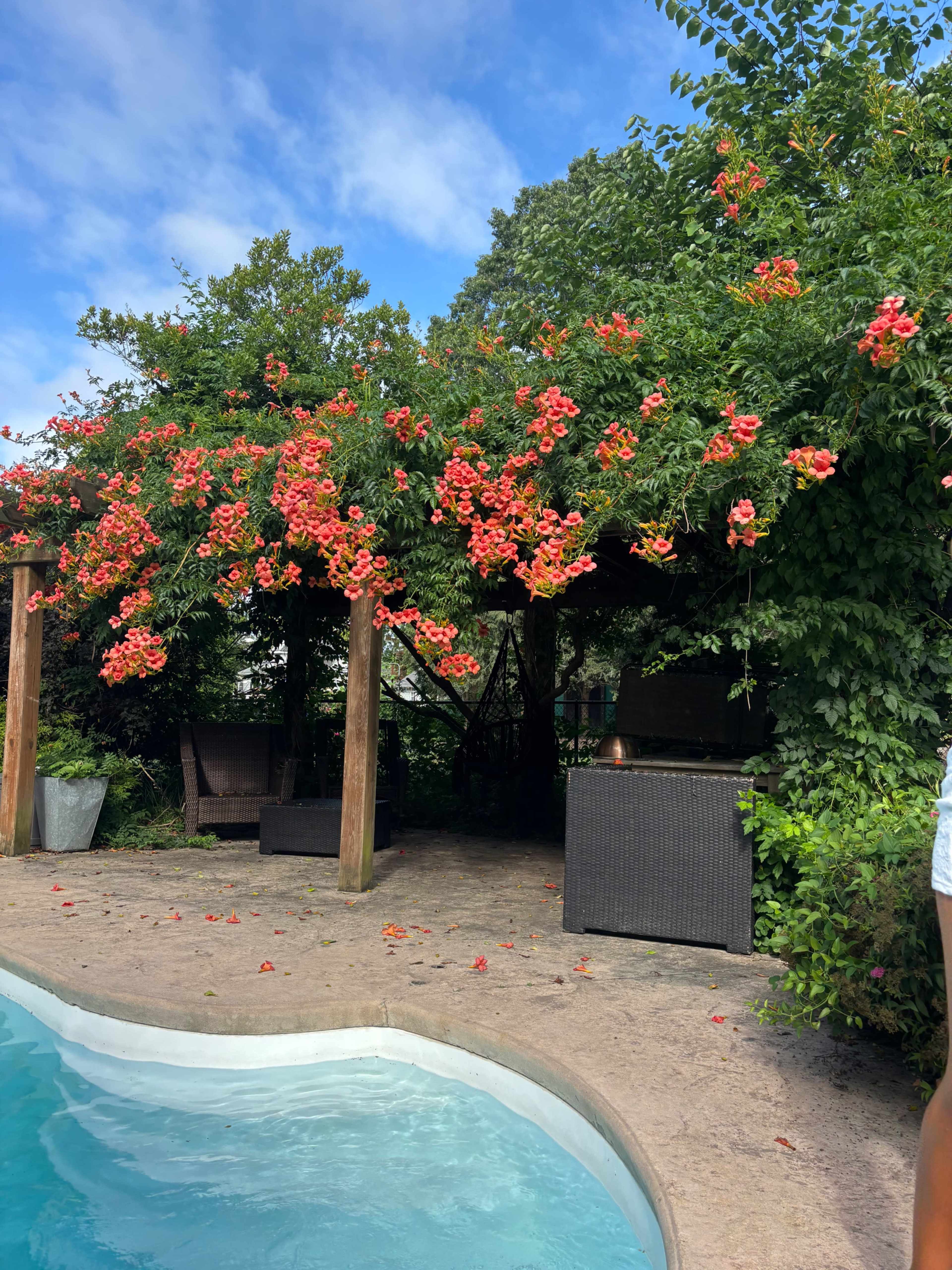 A swimming pool sits beside a patio shaded by a trellis adorned with bright orange flowers.