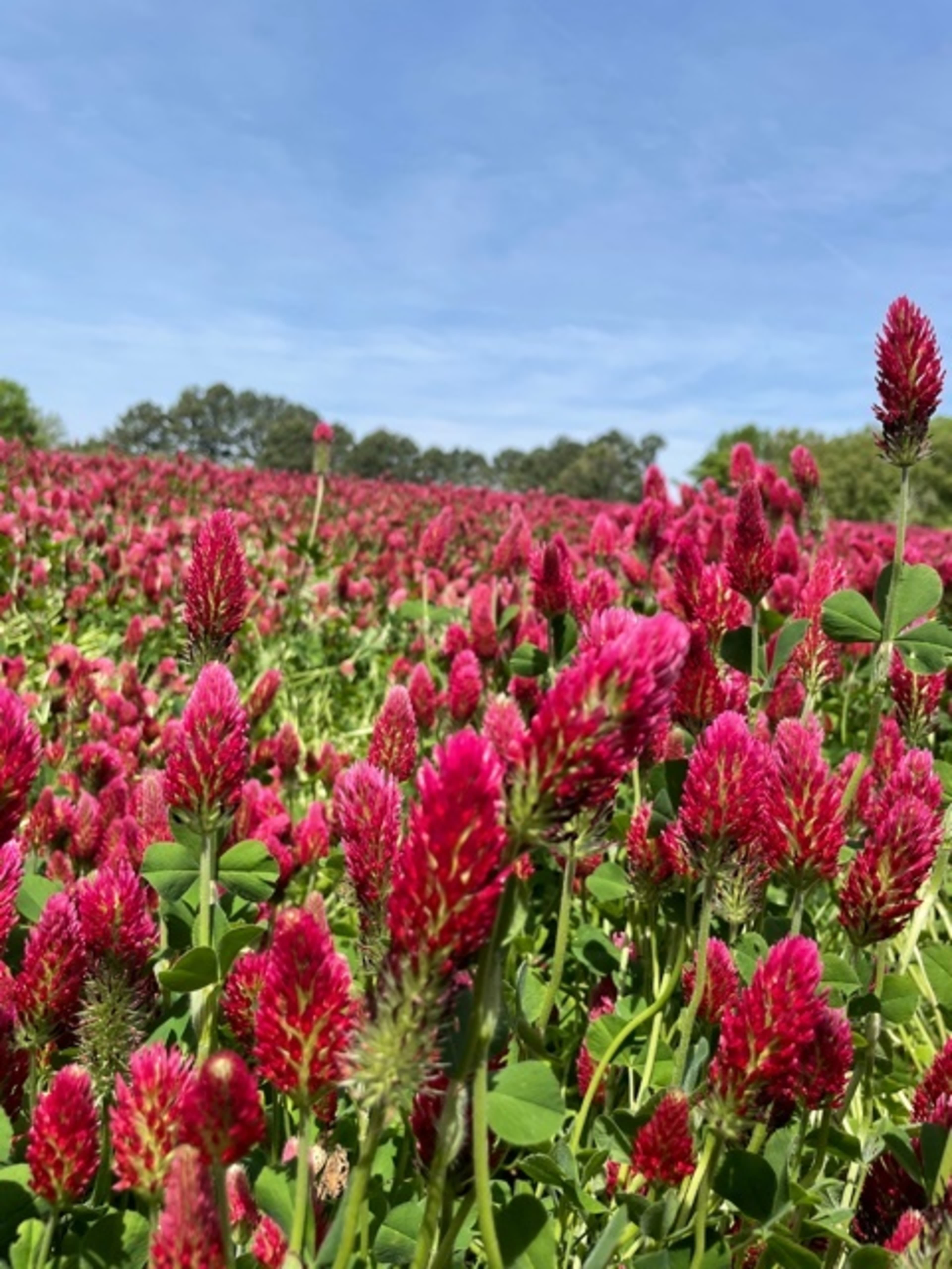 A vibrant field of red clover blossoms stretches into the distance under a clear blue sky.