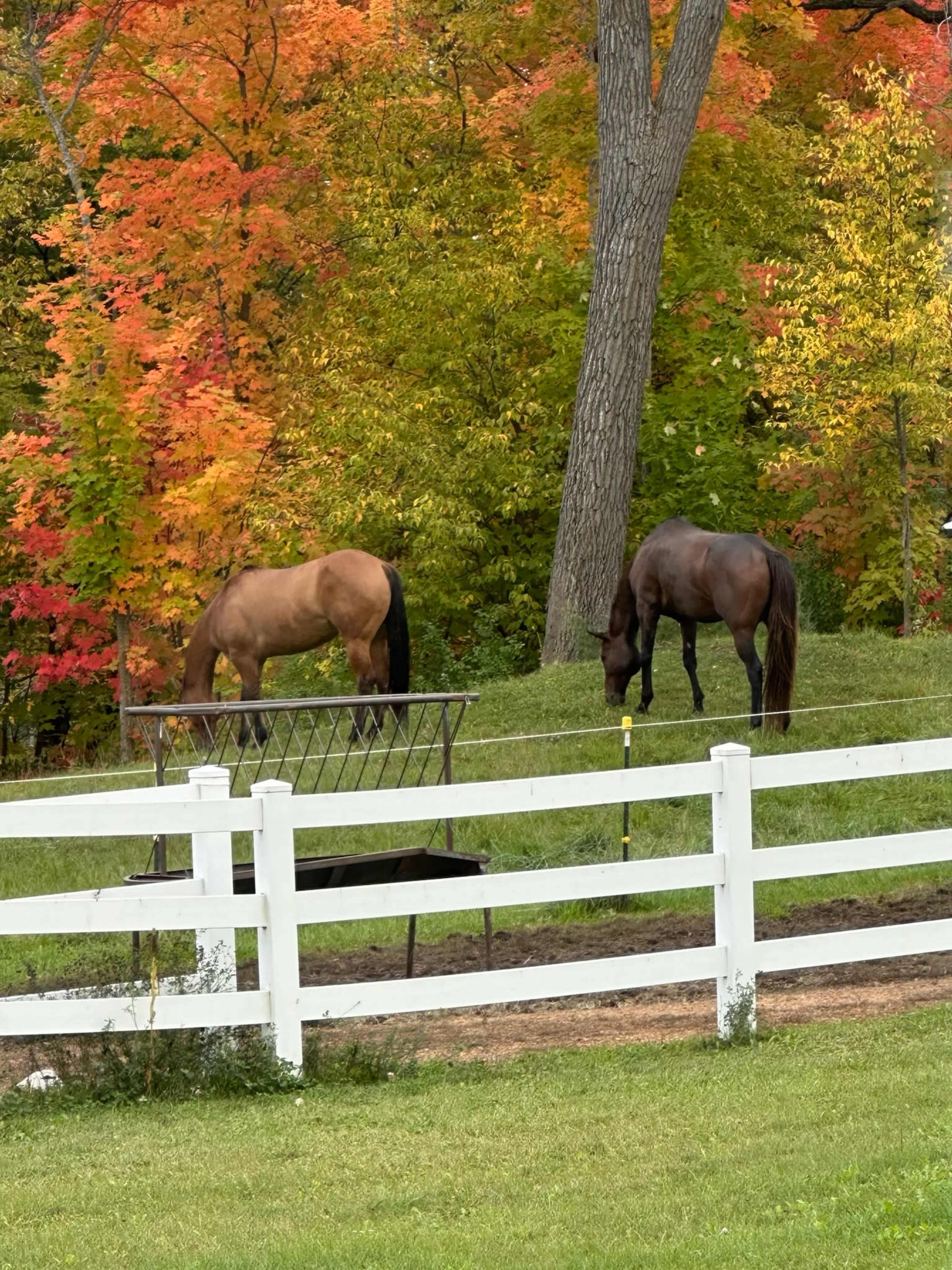 Gorgeous farm property with rolling hills, white fences, plenty of trees, one acre pond, indoor offices/studios/changing rooms, and bathrooms. Image in Minnetrista, Minnetrista, MN