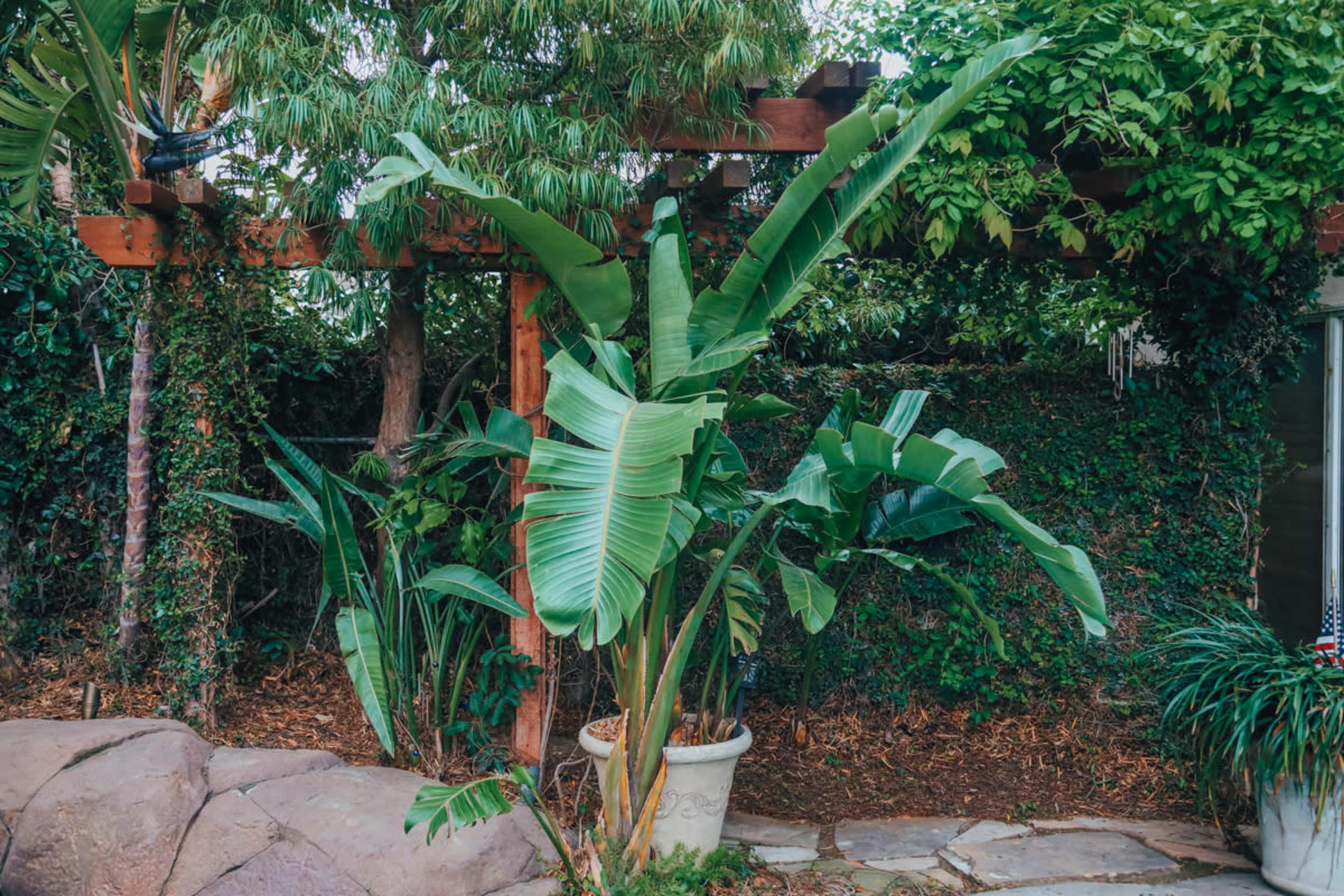 A cluster of tropical plants is situated under a wooden pergola, surrounded by dense greenery and natural stone pathways.