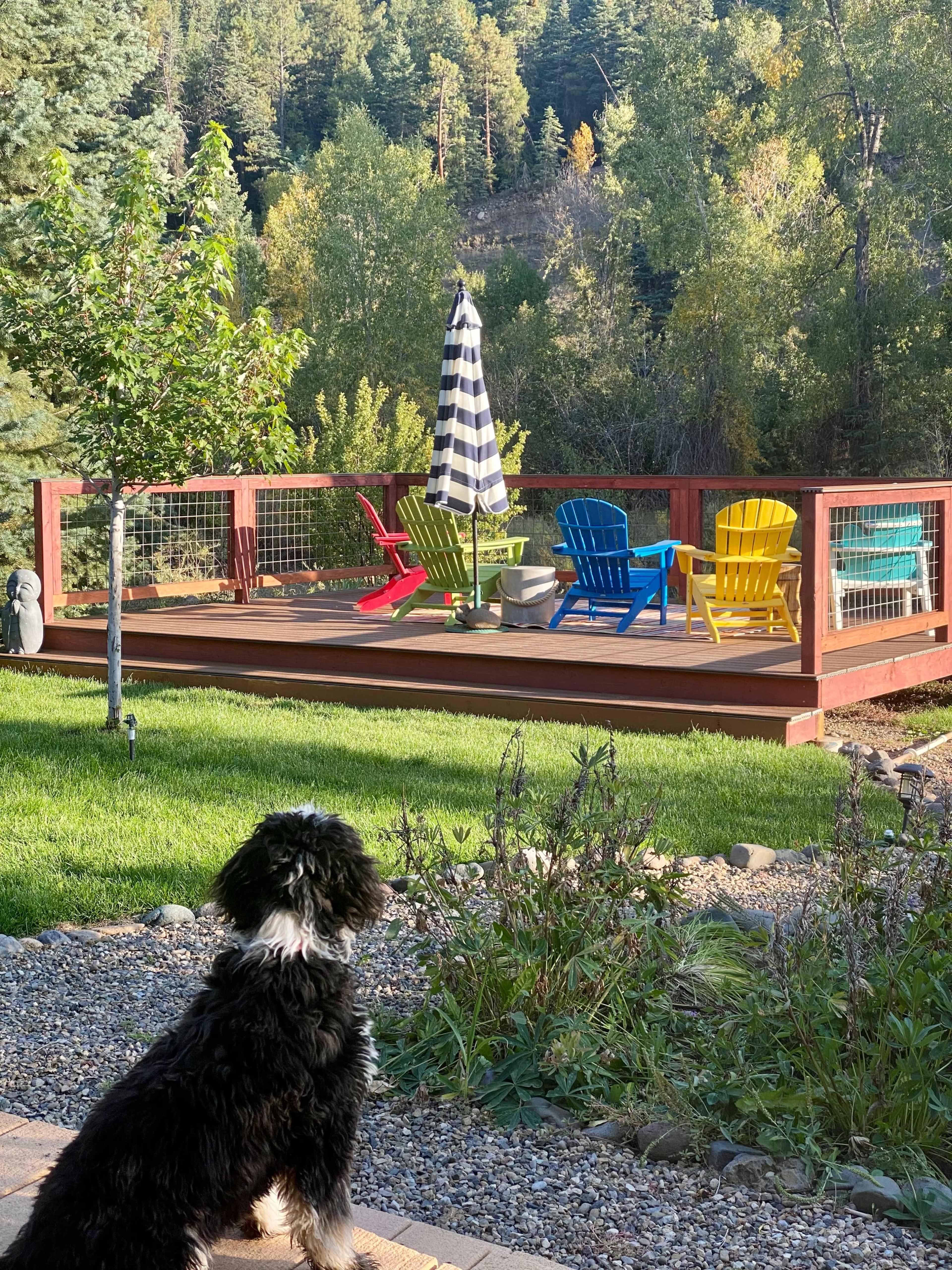 A black and white dog sits on a pathway, looking towards a deck with colorful chairs and an umbrella, surrounded by trees and a mountainous backdrop.