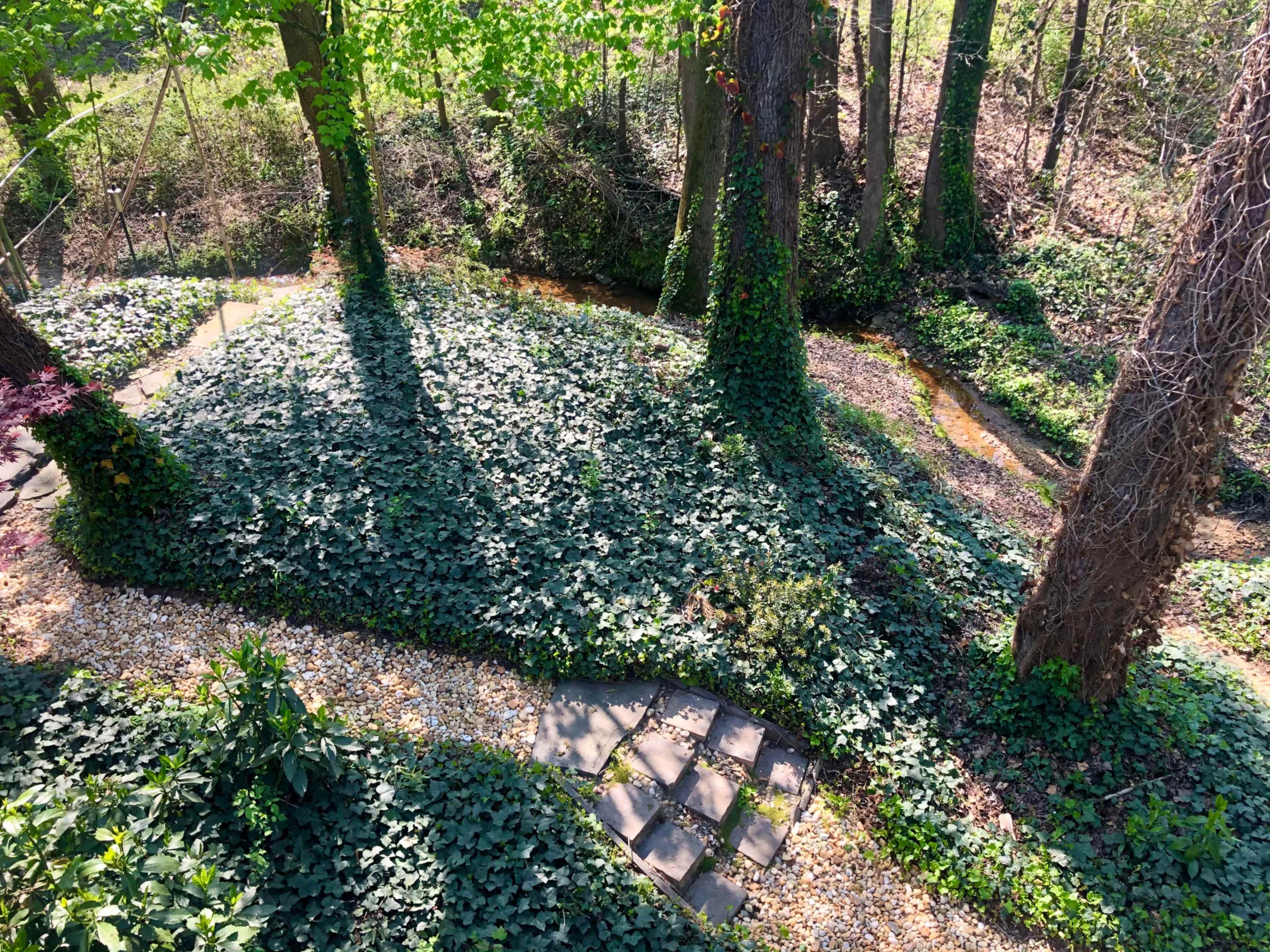 A garden path bordered by trees and ground cover of ivy, with a small stream running through it.