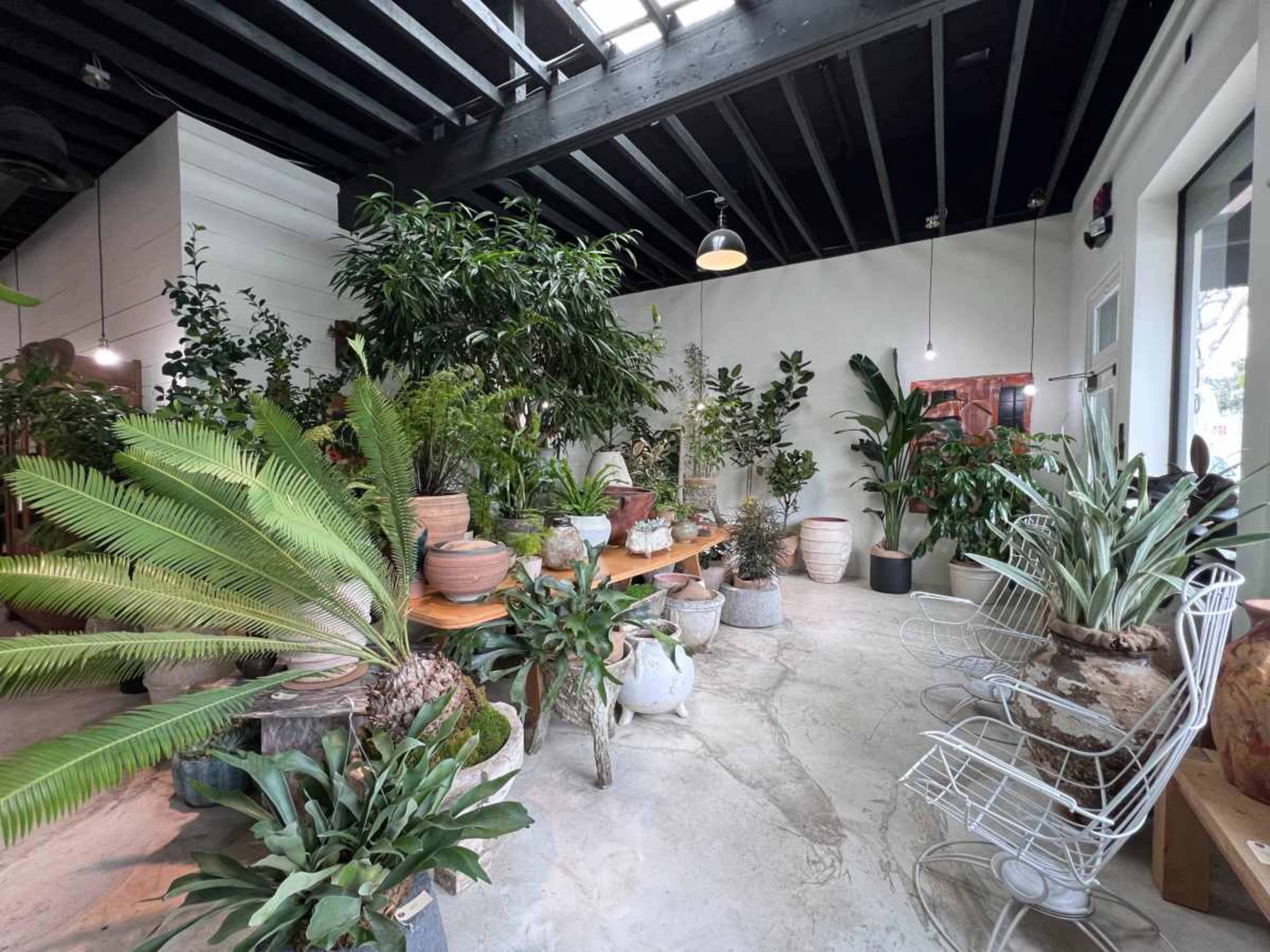 The image shows a spacious indoor area filled with various types of plants arranged around a central wooden table.