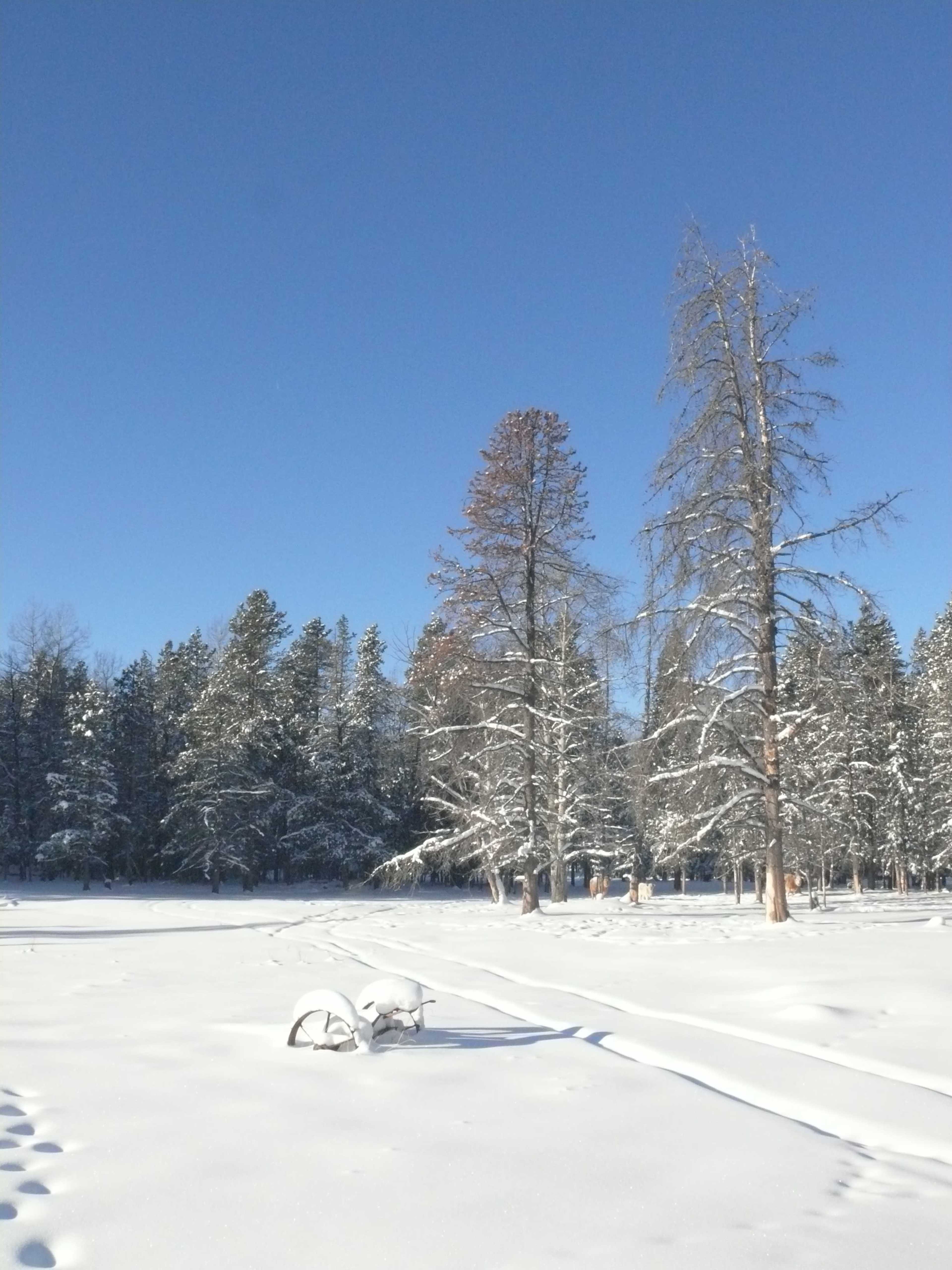 A snowy landscape features a field covered in white snow and tall trees standing against a clear blue sky.
