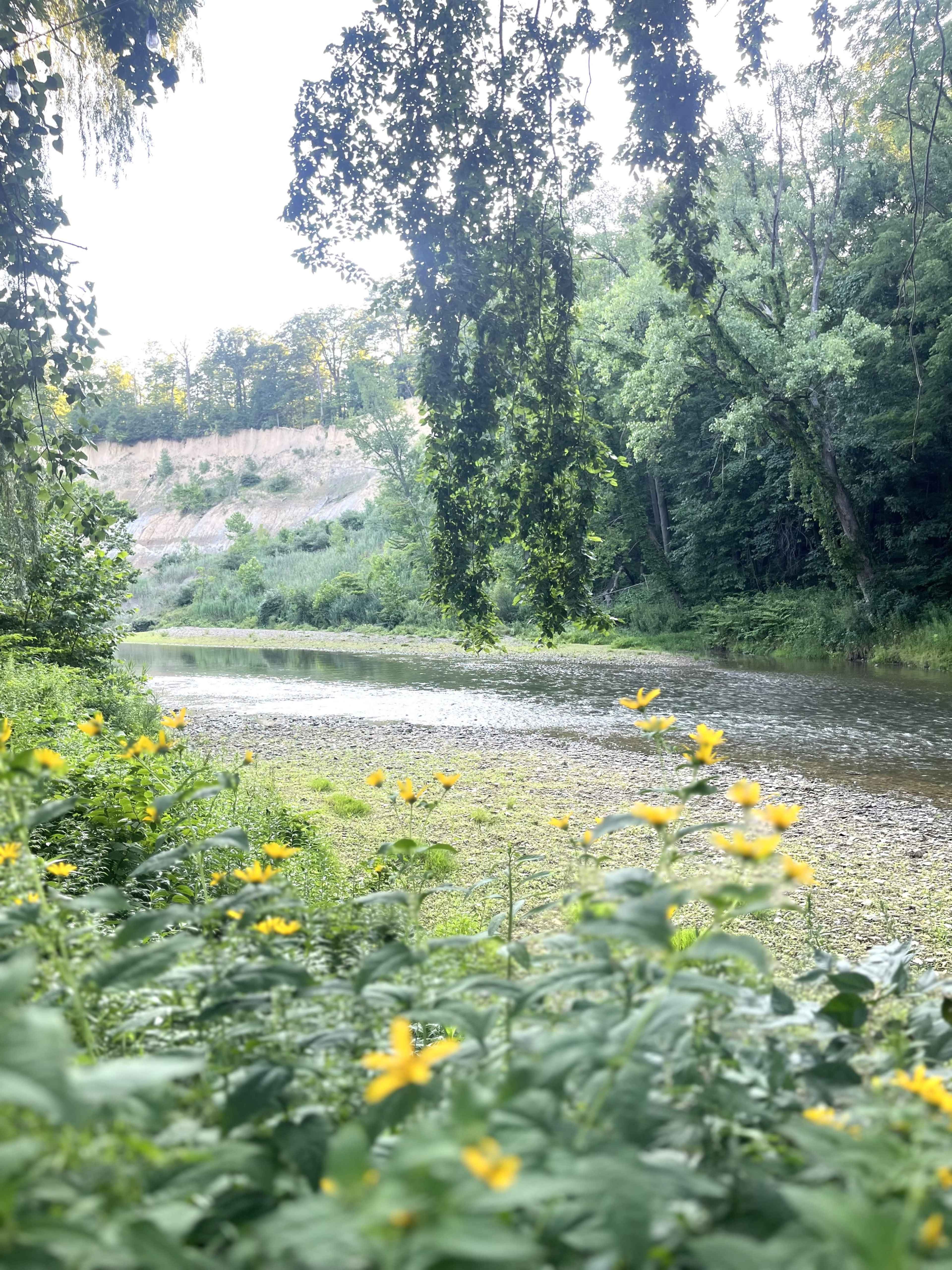 A calm riverbank surrounded by greenery and wildflowers, with a hillside in the background.