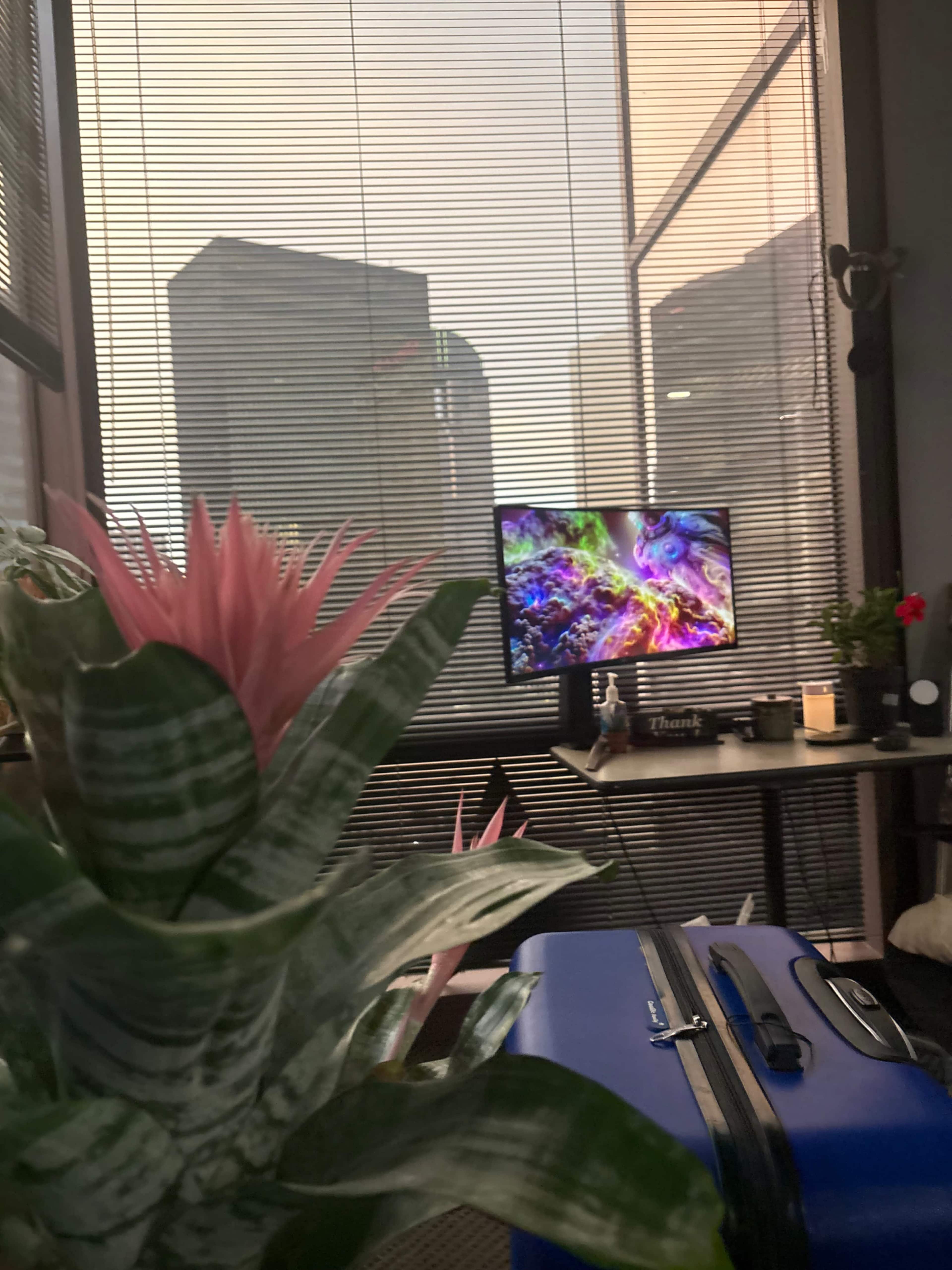 The image shows a modern workspace with a computer monitor displaying colorful abstract visuals, framed by urban buildings and a large indoor plant in the foreground.