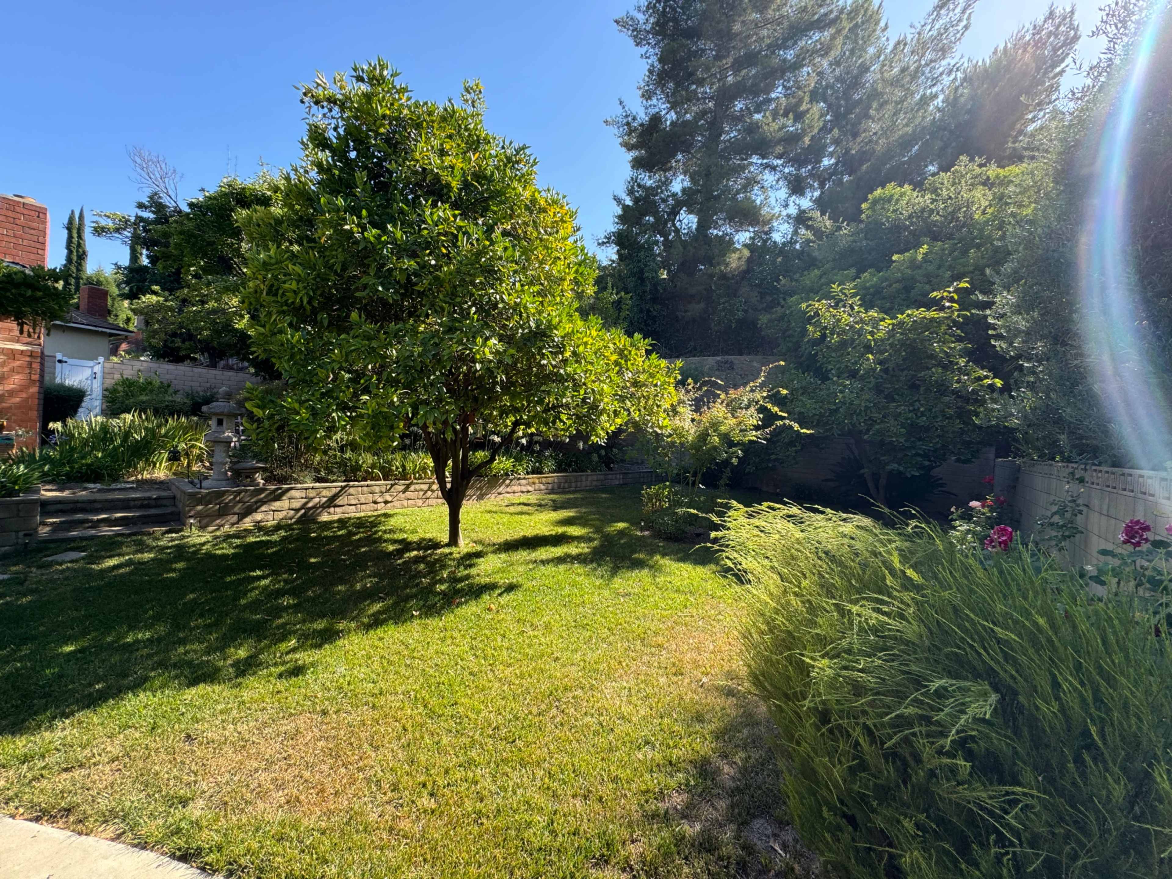 A sunny garden features a large tree surrounded by lush green grass and various shrubs.