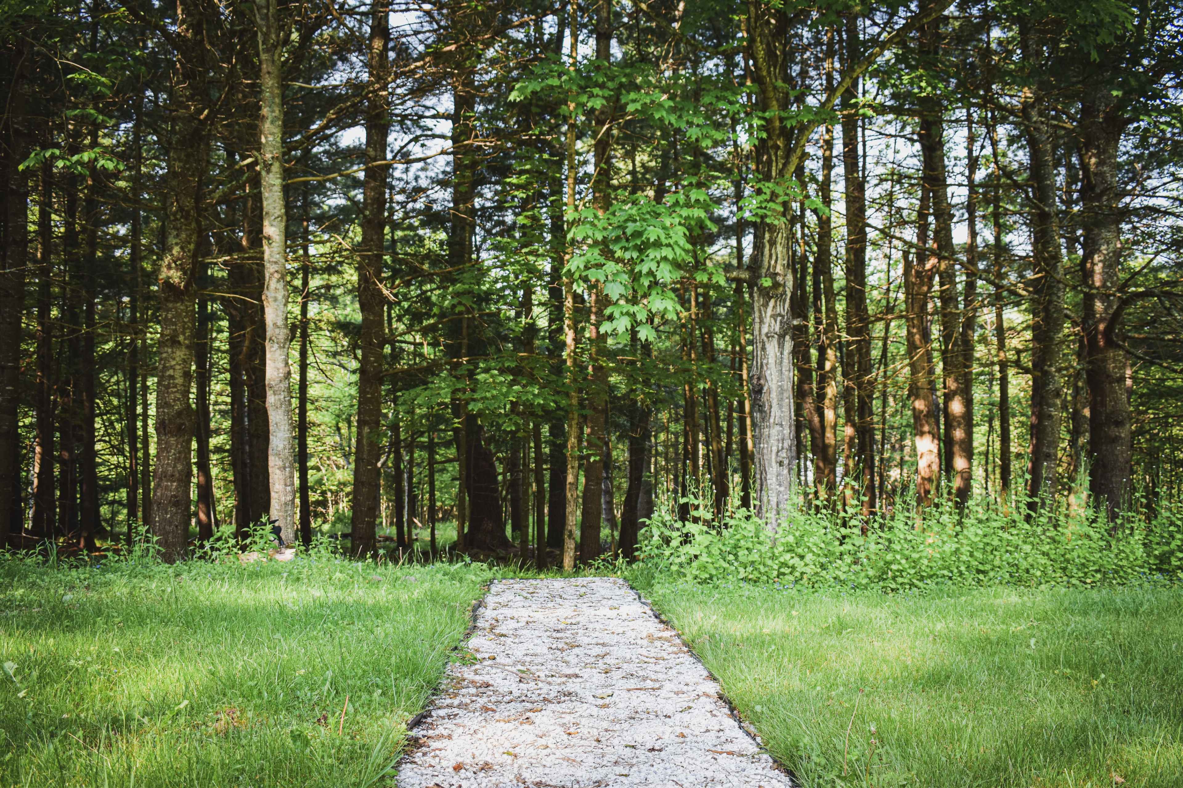 A gravel path leads through a lush, green forest surrounded by tall trees.