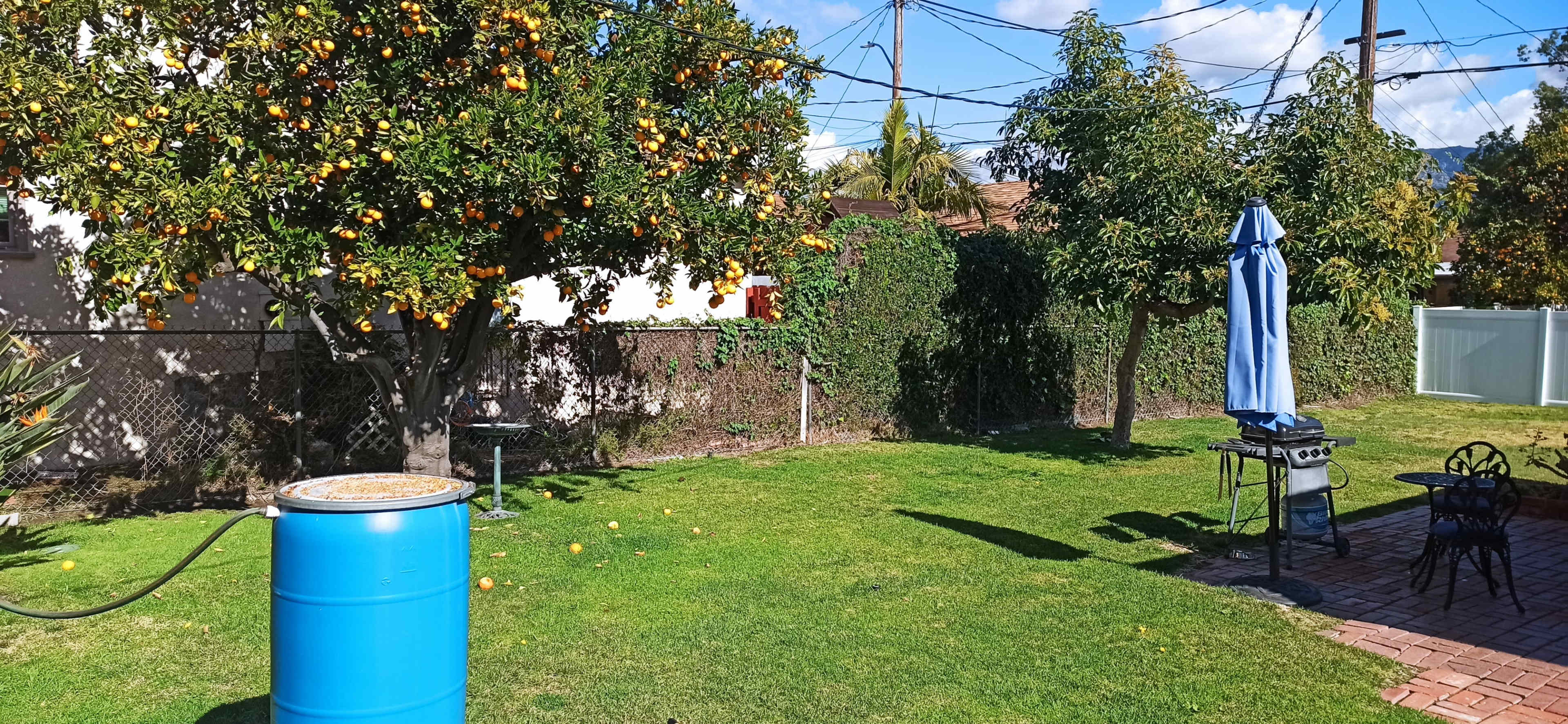The image shows a backyard with a blue barrel, an orange tree, a small grill, and a table with chairs on a grassy area.