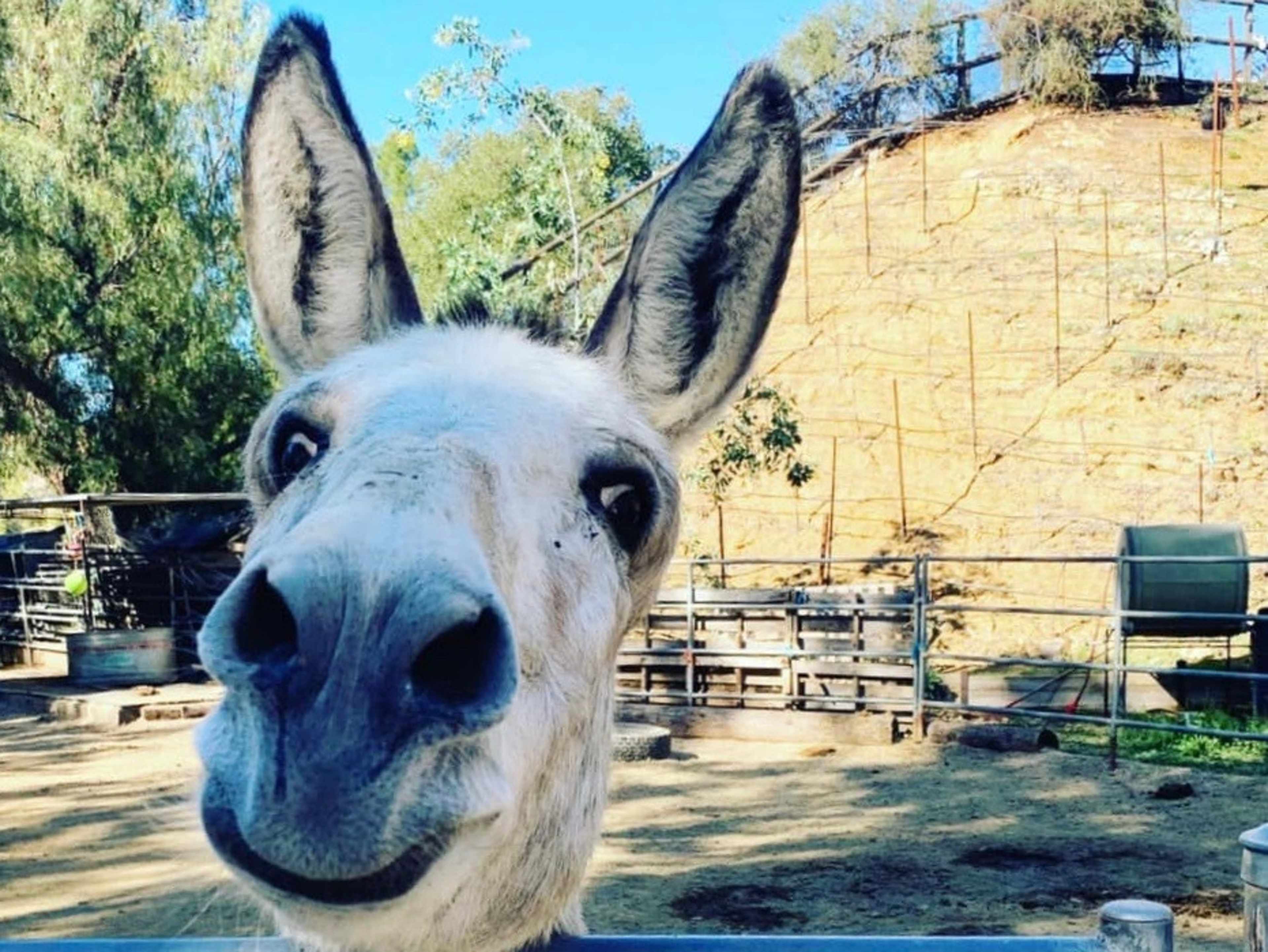 Donkey included in photo shoot or film.