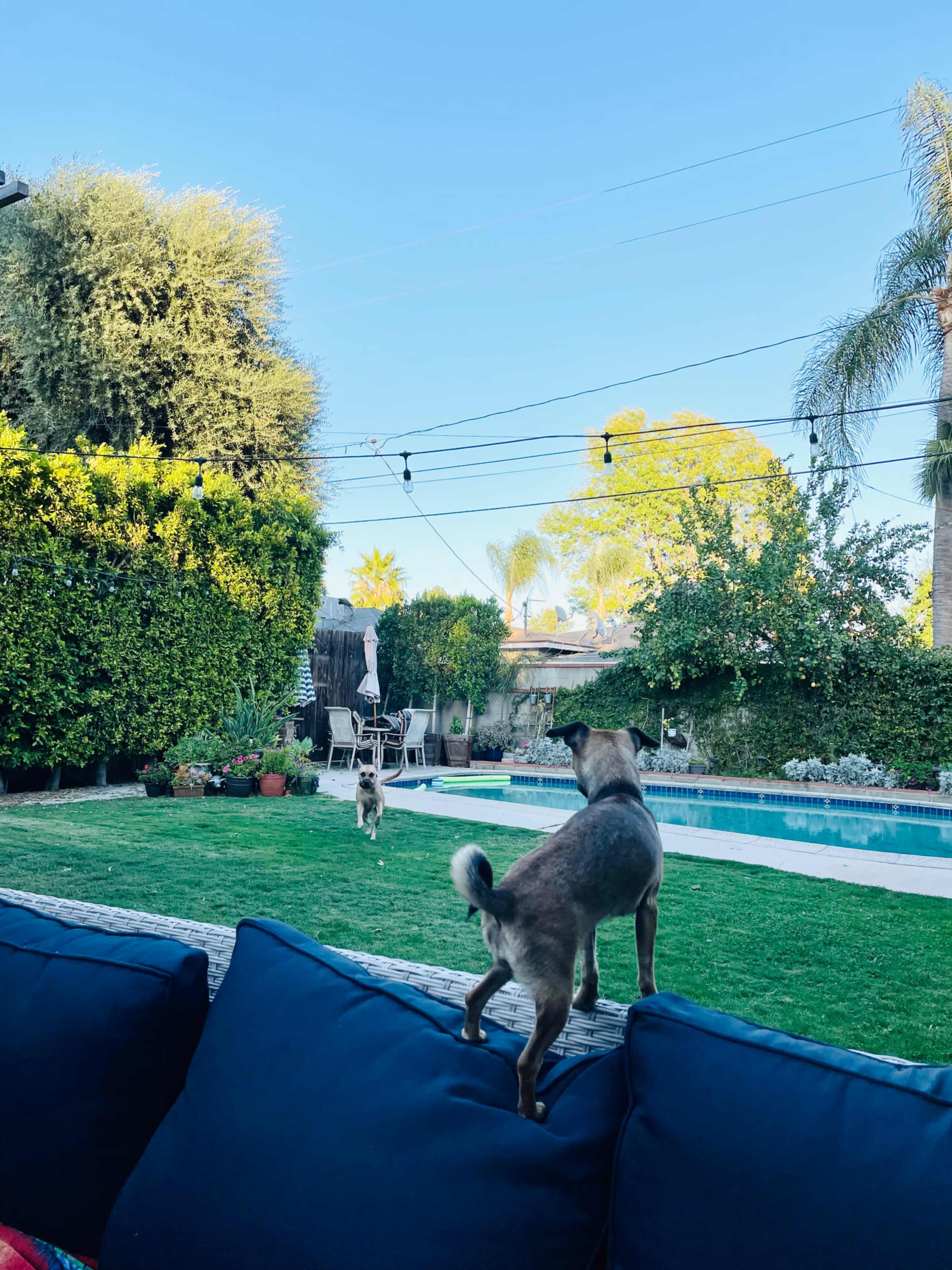 Two dogs are playing in a backyard with a swimming pool and greenery in the background.