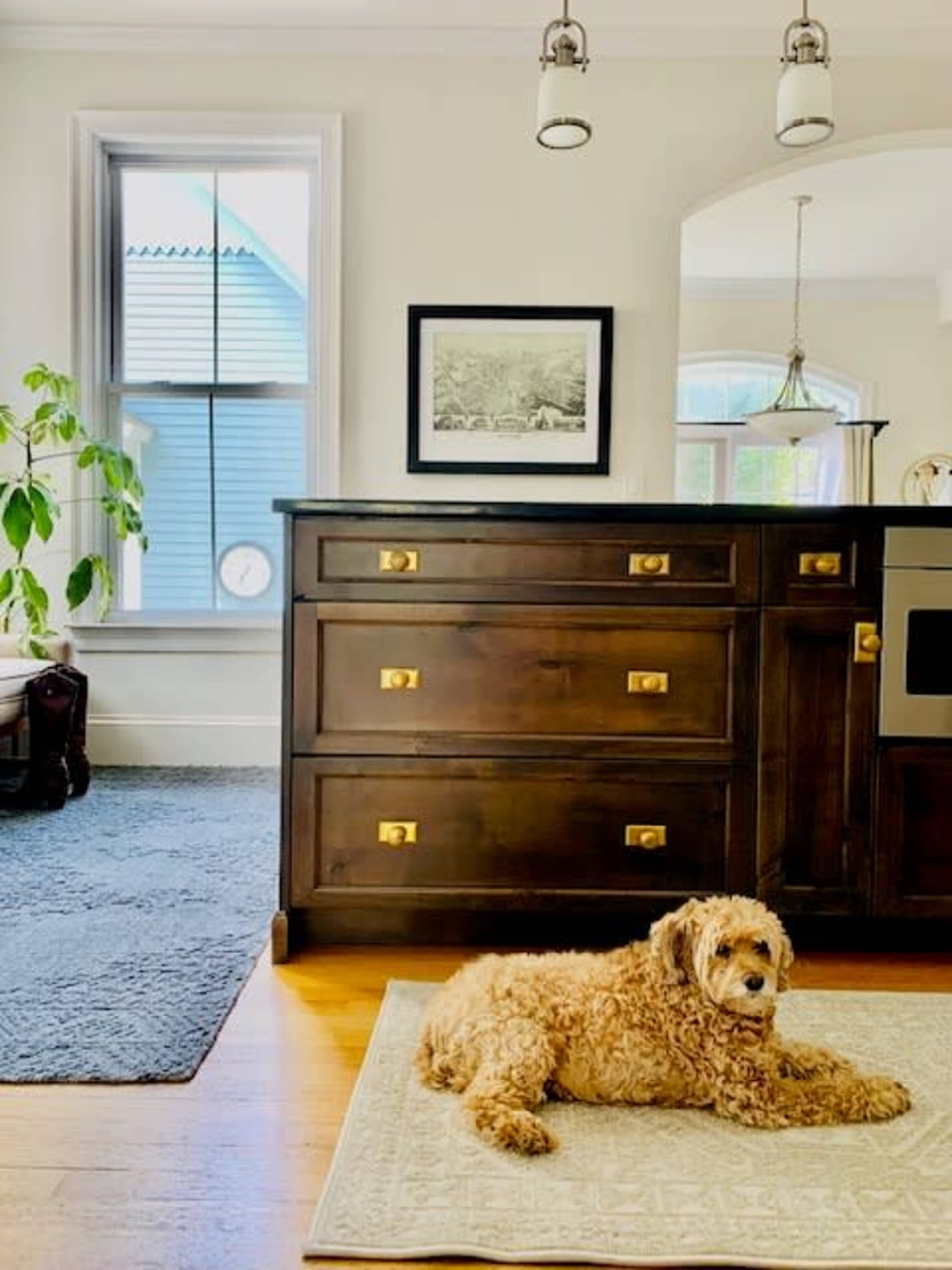 A dog lies on a rug in a well-lit kitchen next to a wooden cabinet and a large window.