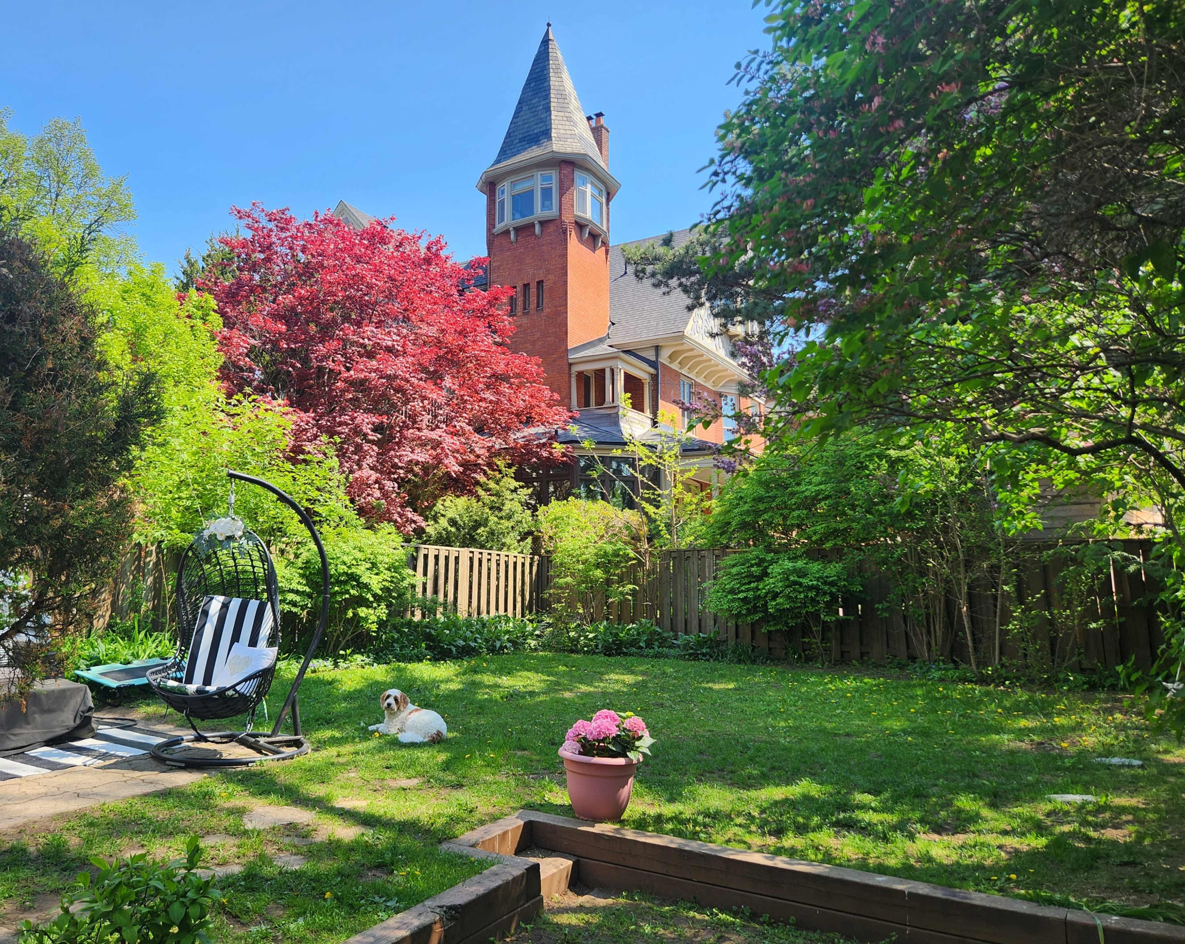 A dog lies on the grass in a backyard, with a red maple tree and a large, Victorian-style house in the background.