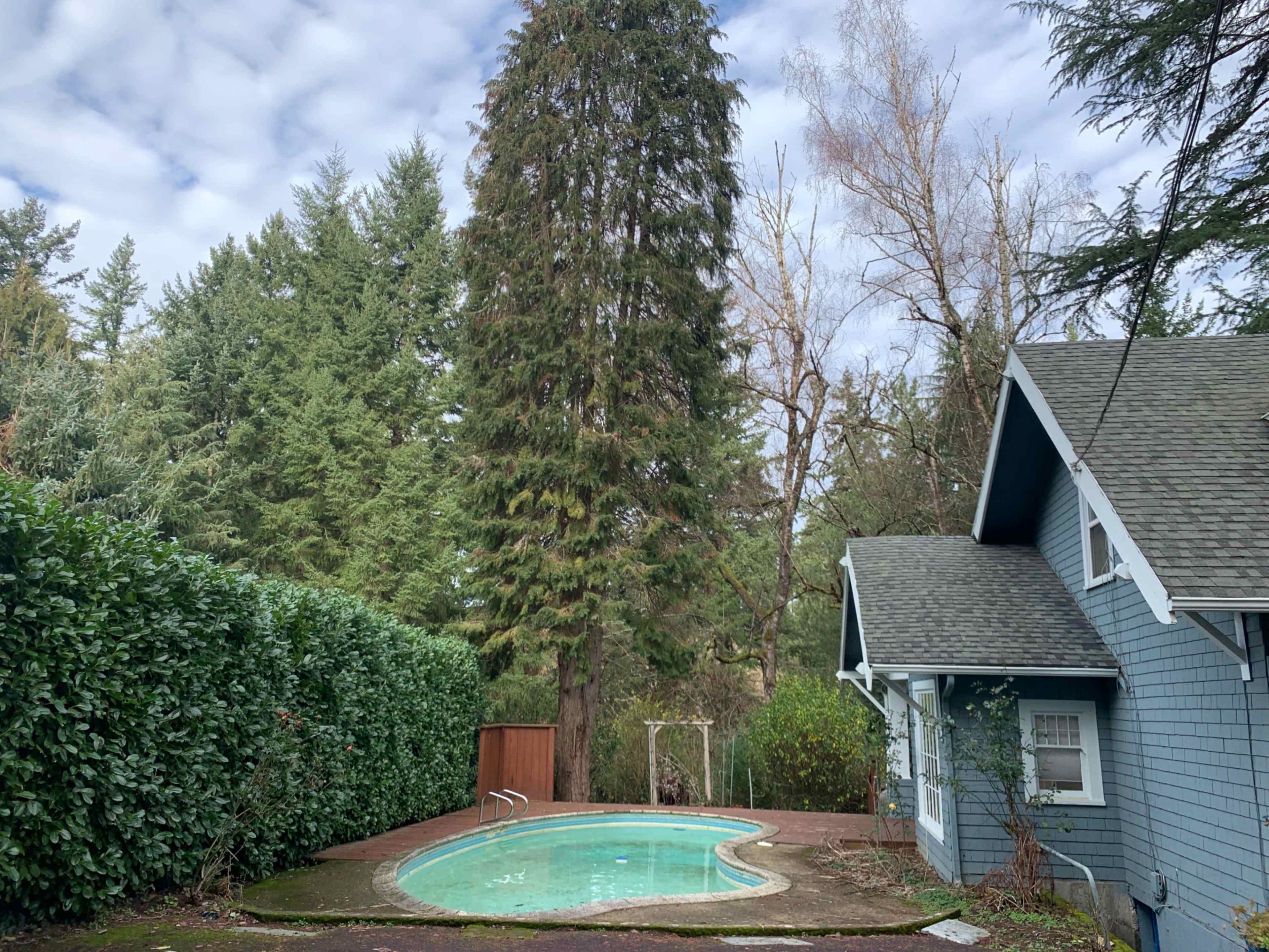 A small, empty pool beside a house and surrounded by tall trees and hedges.