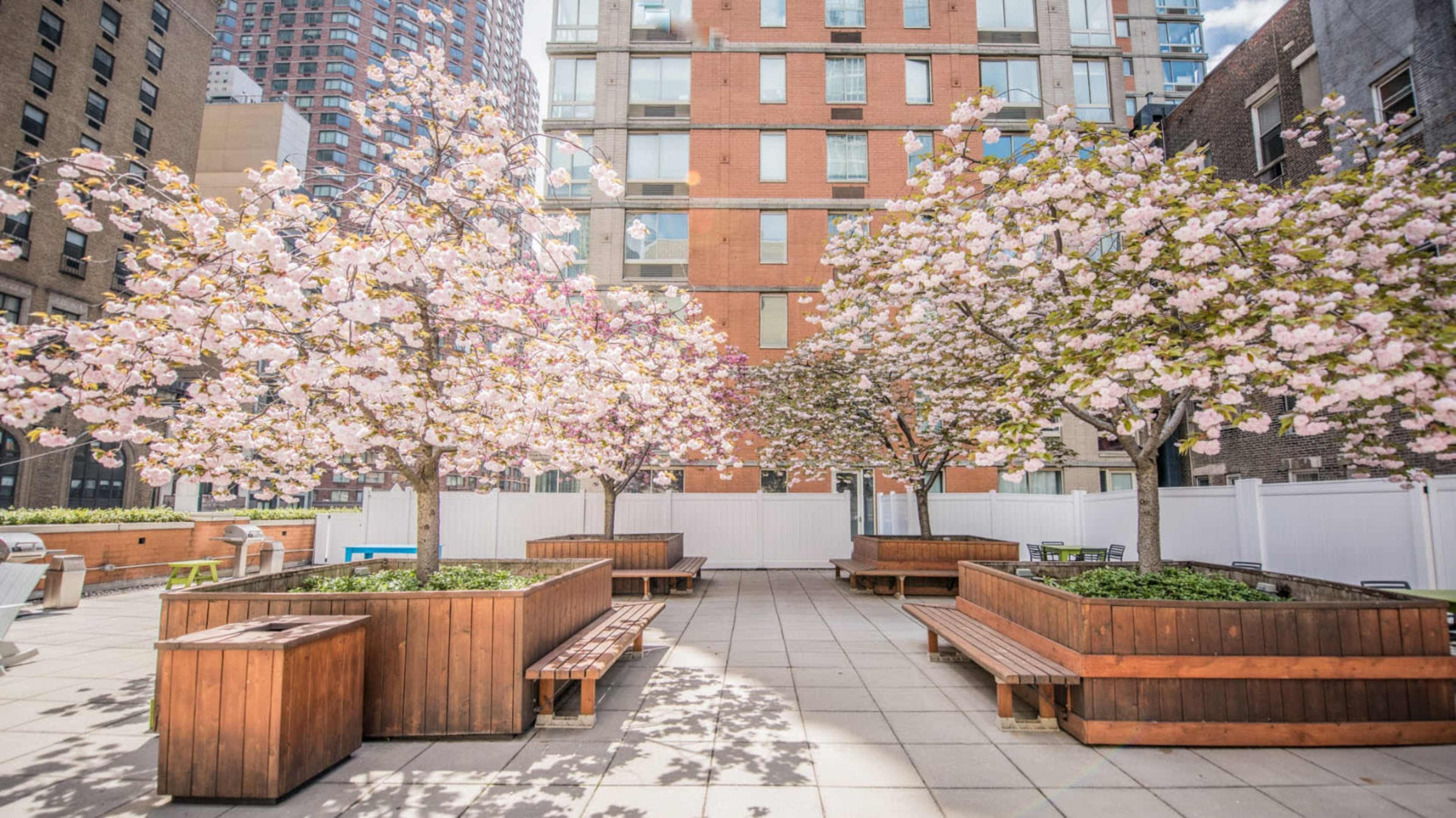 A courtyard with blooming cherry blossom trees and wooden benches arranged around planted areas.