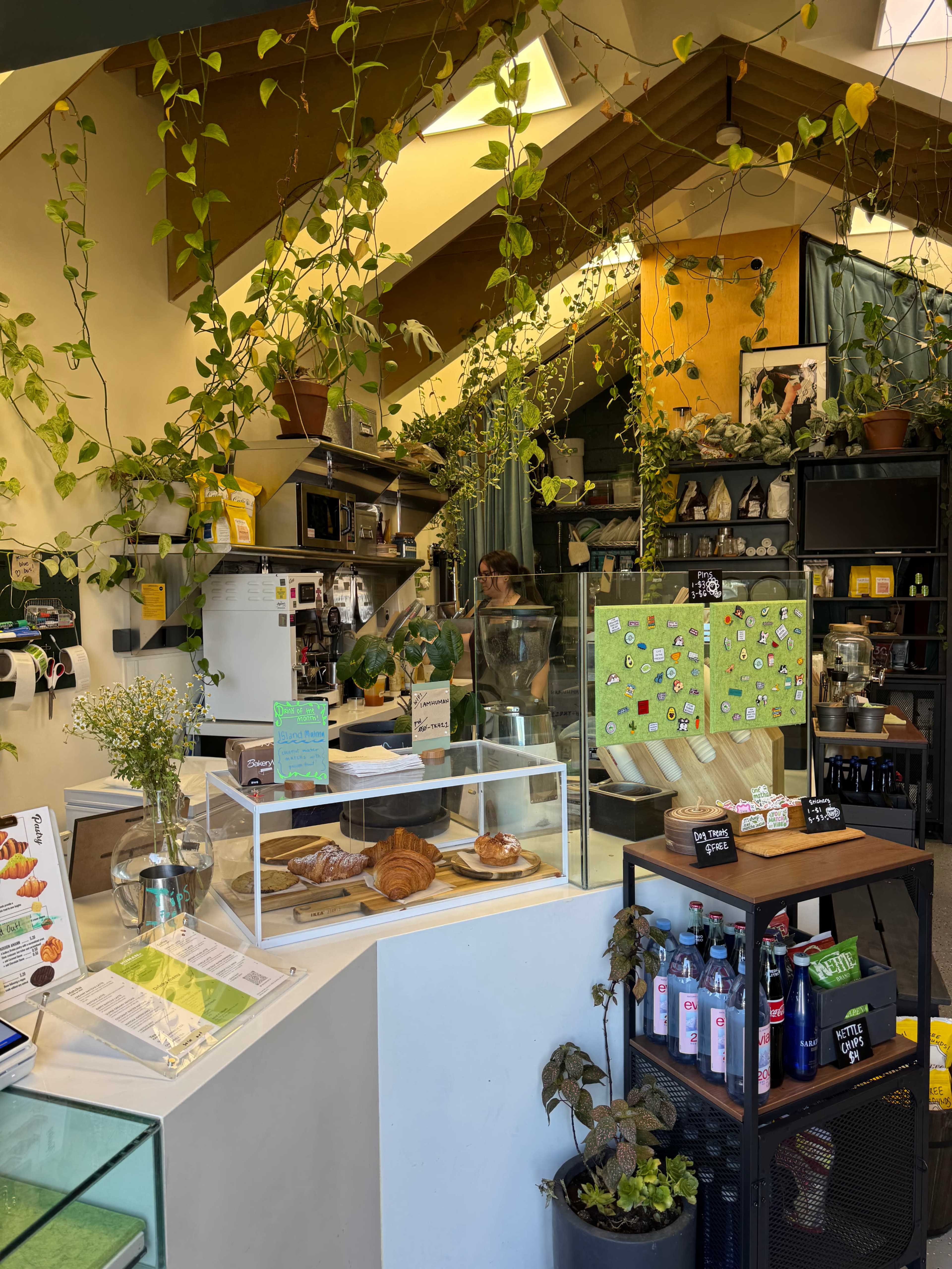 A cozy cafe interior features a counter with pastries, plants hanging from the ceiling, and a barista preparing orders behind the counter.