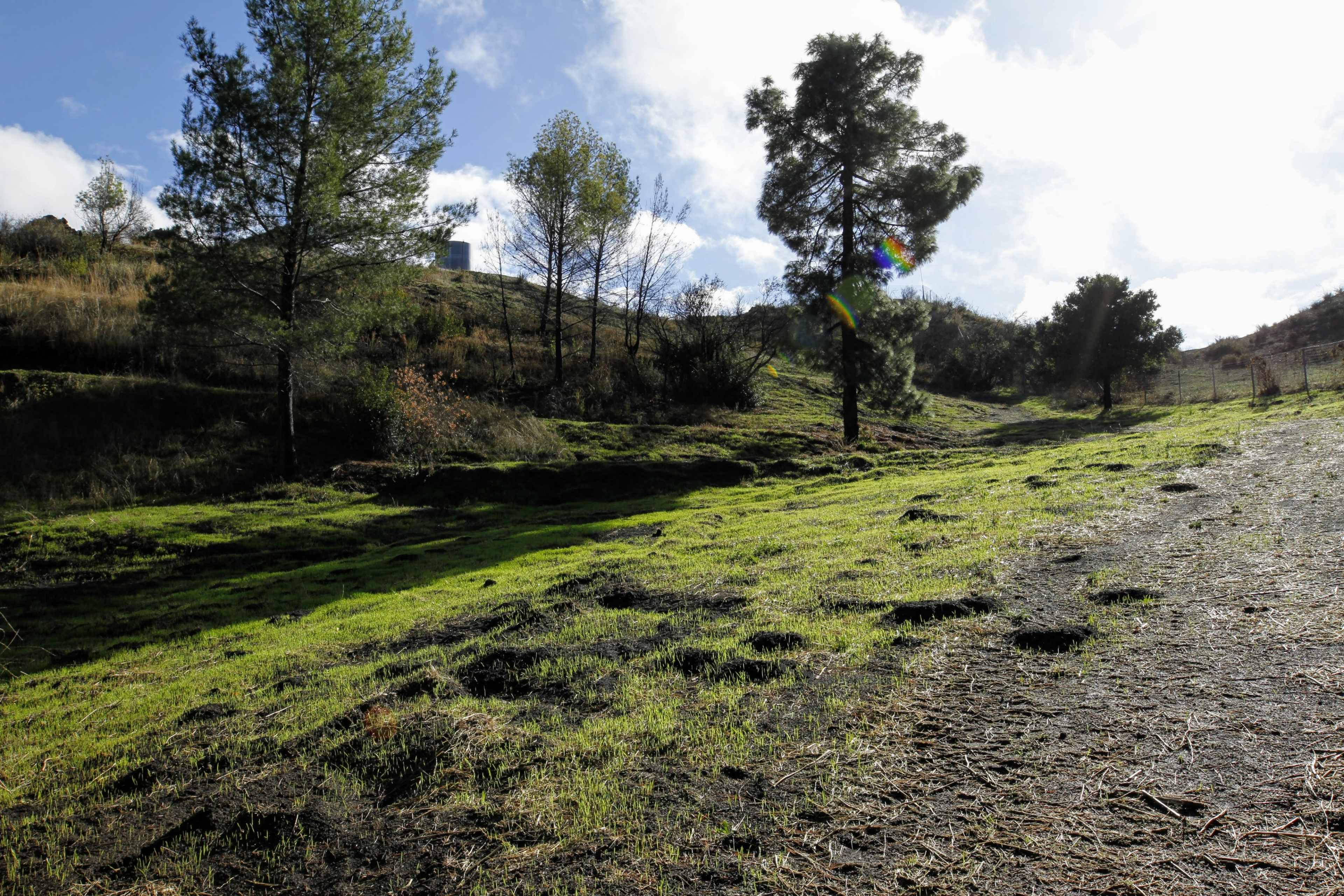 The image shows a grassy area with scattered trees and a dirt path under a partly cloudy sky.