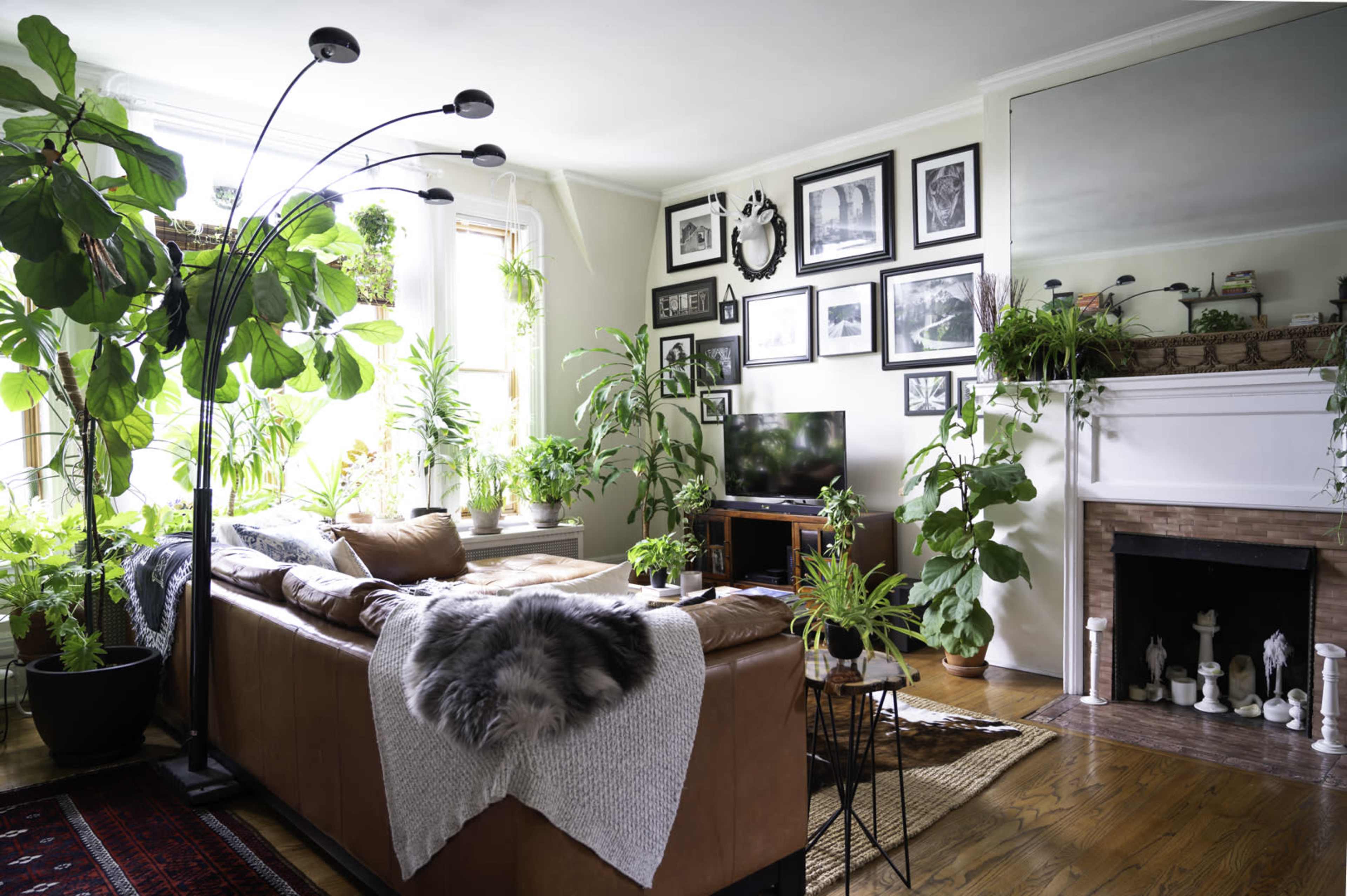 A living room filled with green plants, featuring a brown leather sofa, a television, and a variety of framed photographs on the walls.