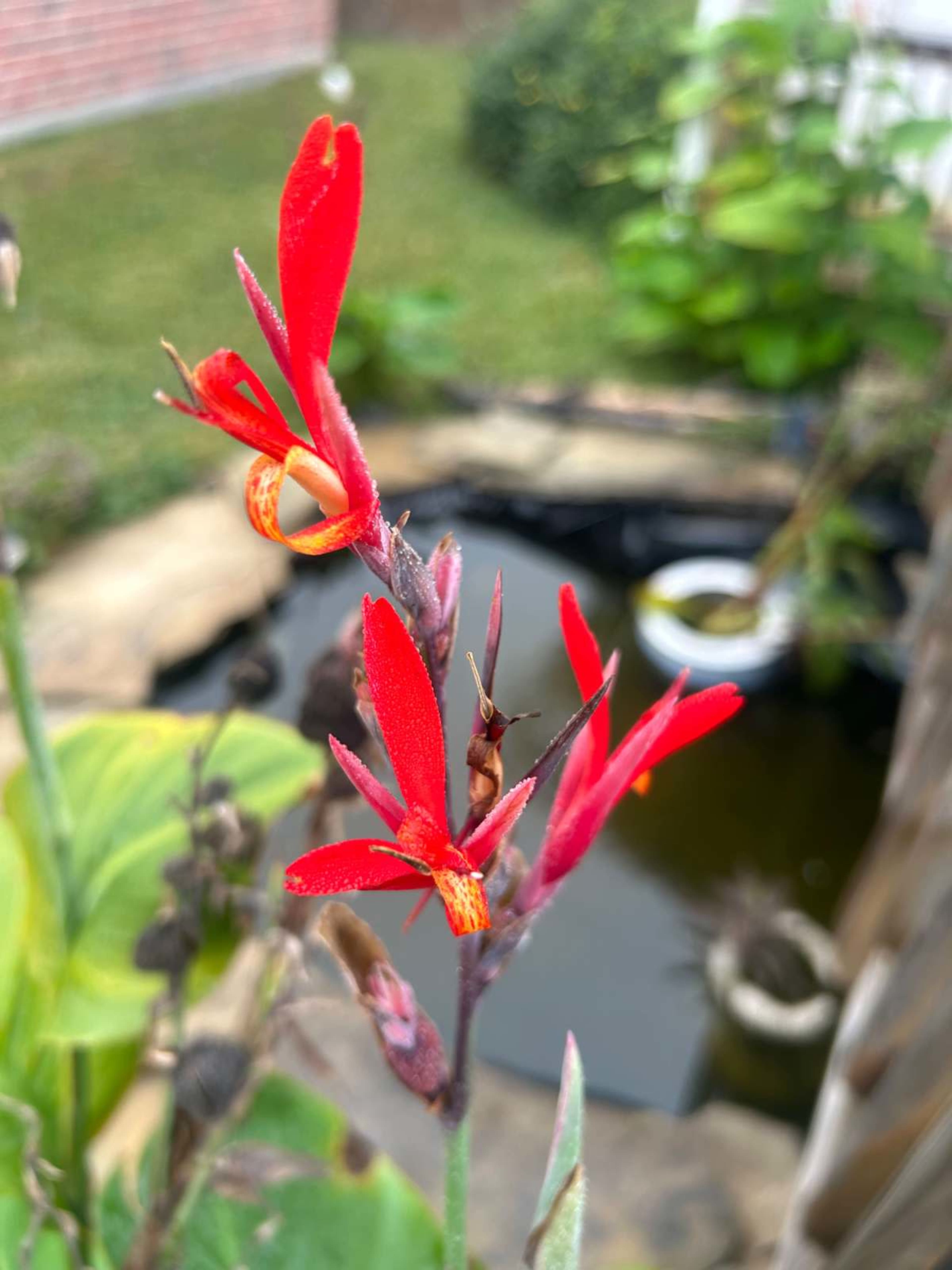 A cluster of vibrant red flowers is featured in the foreground, with a pond and green plants visible in the background.