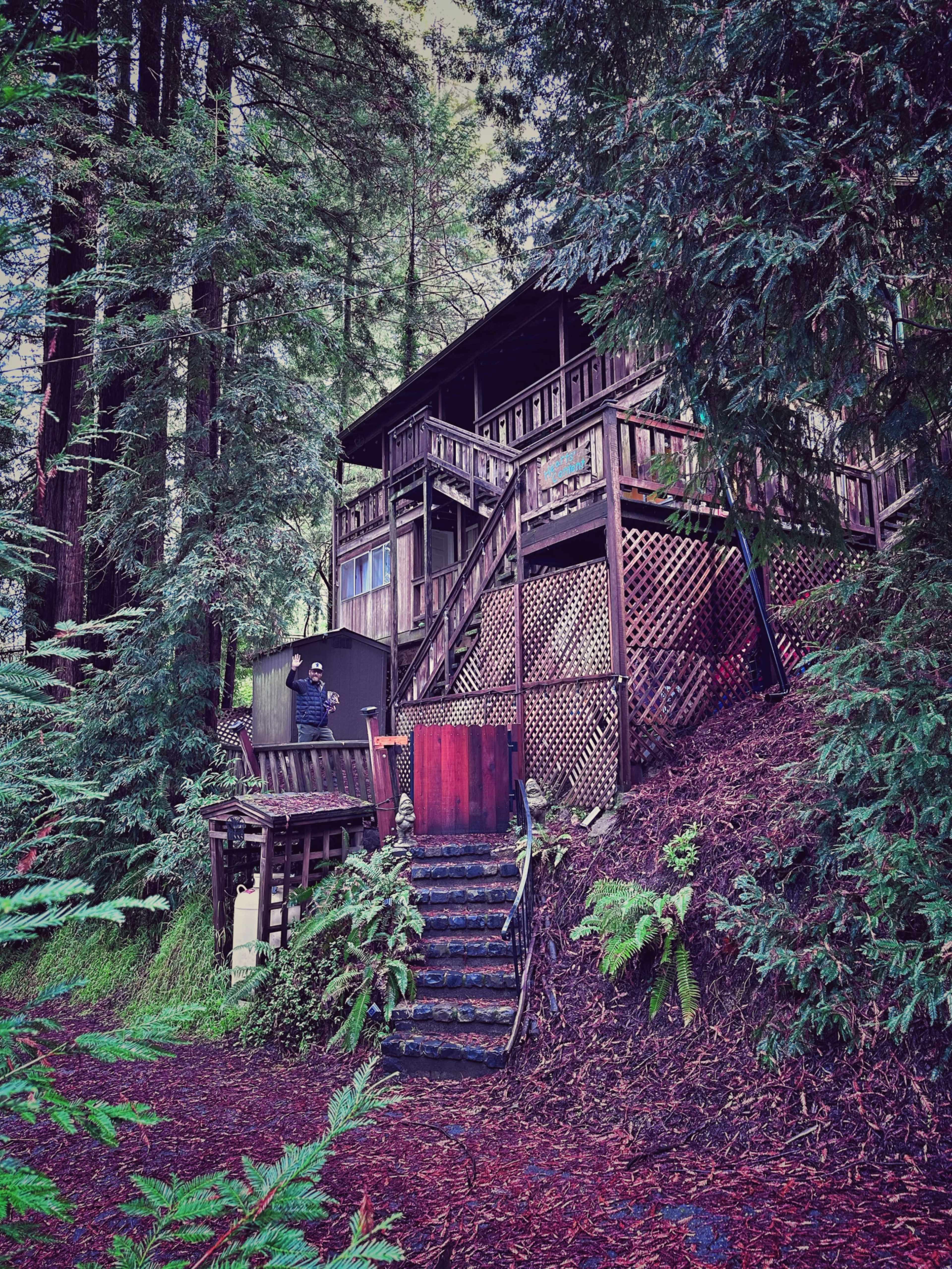 A wooden house is situated among tall redwood trees with stairs leading up to its entrance and a small shed nearby.