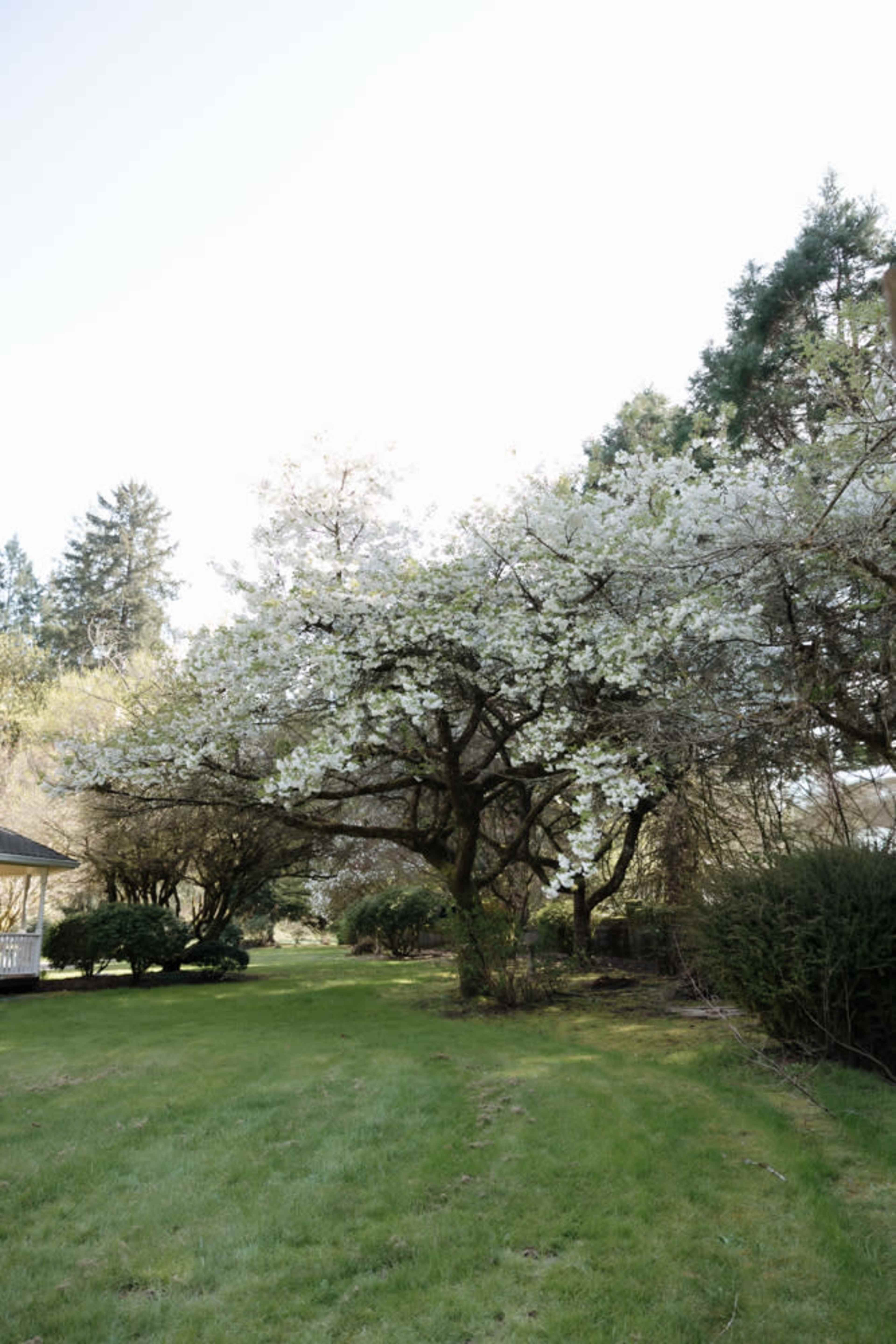 A large tree with white flowers stands in a grassy area, flanked by other greenery and a gazebo nearby.