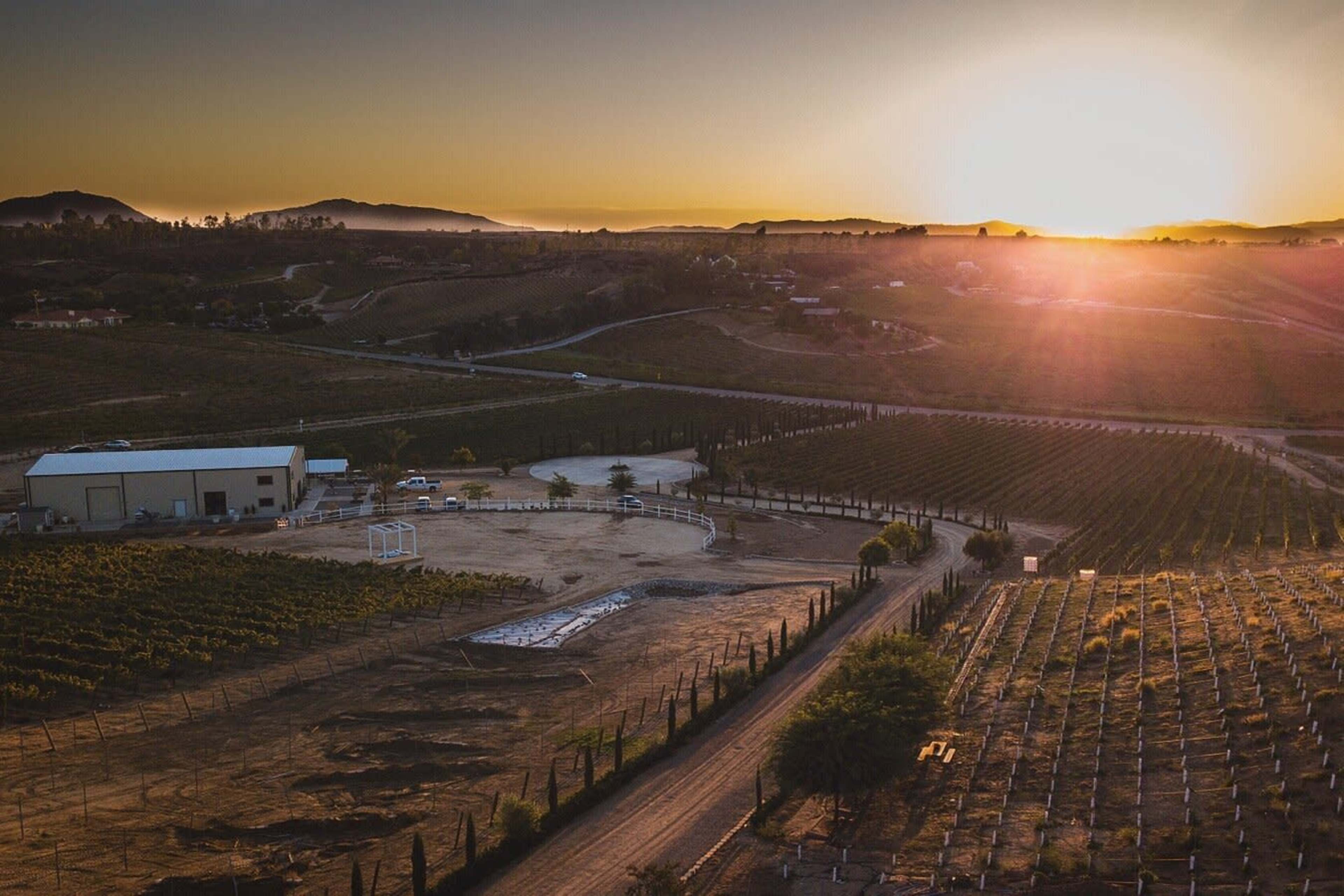 A vineyard at sunset, with rows of grapevines, a building, and rolling hills in the background.