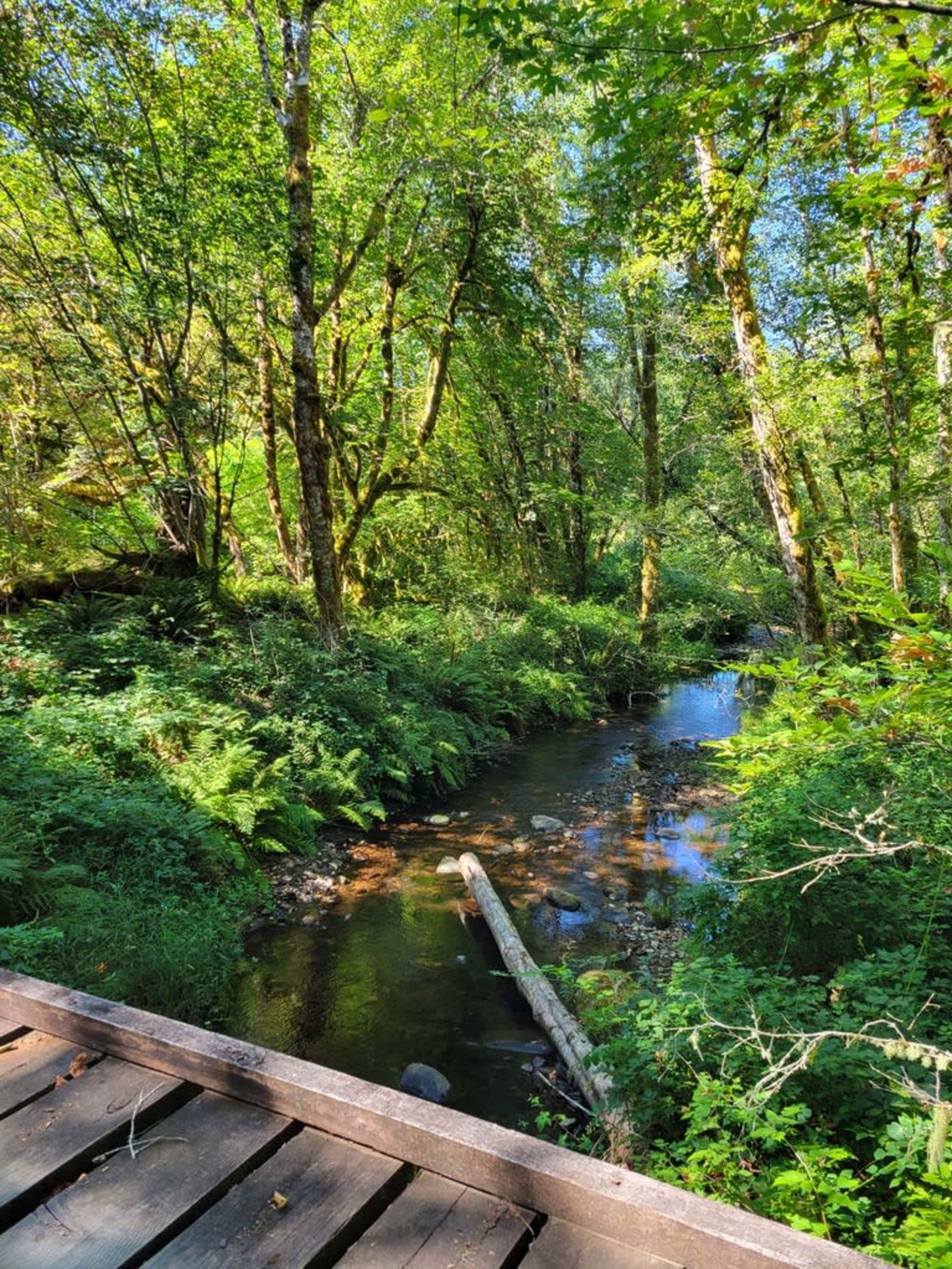 A small stream flows through a lush green forest, with trees and ferns lining the banks.