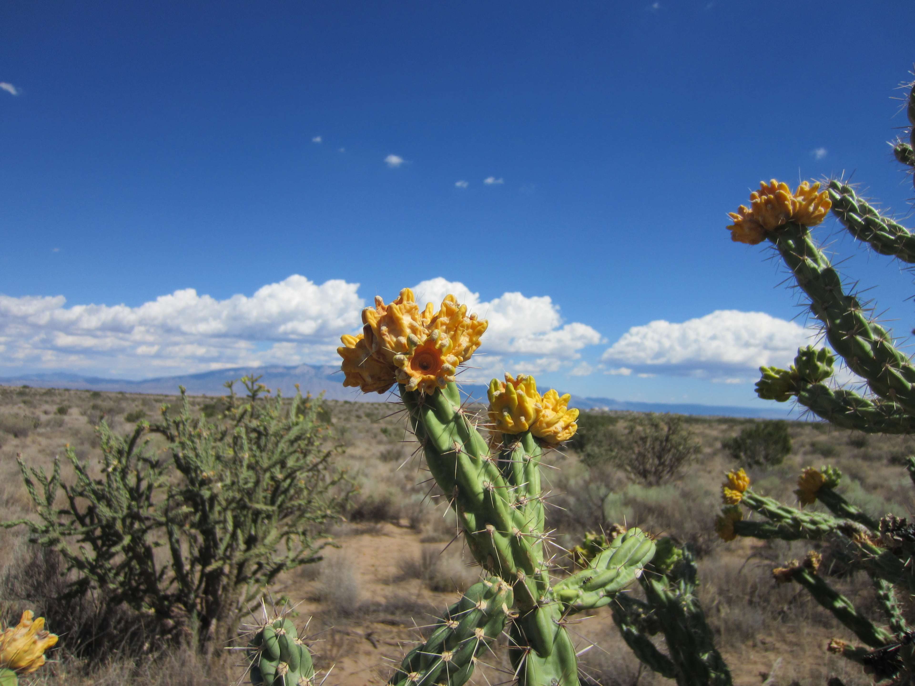 Cacti with yellow flowers bloom under a clear blue sky with white clouds in a desert landscape.