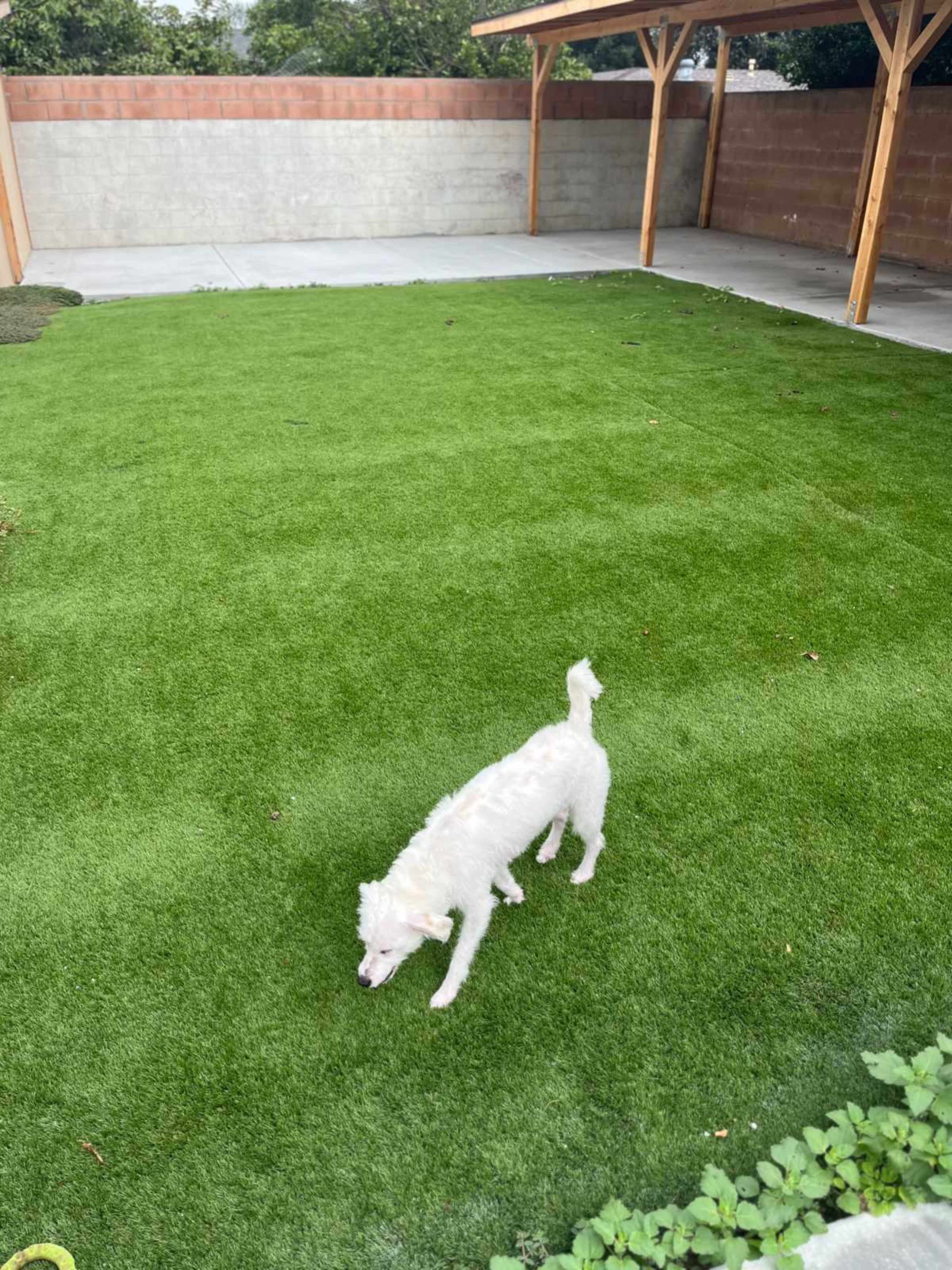 A small white dog is sniffing the ground in a grassy backyard with wooden structures and a low wall in the background.