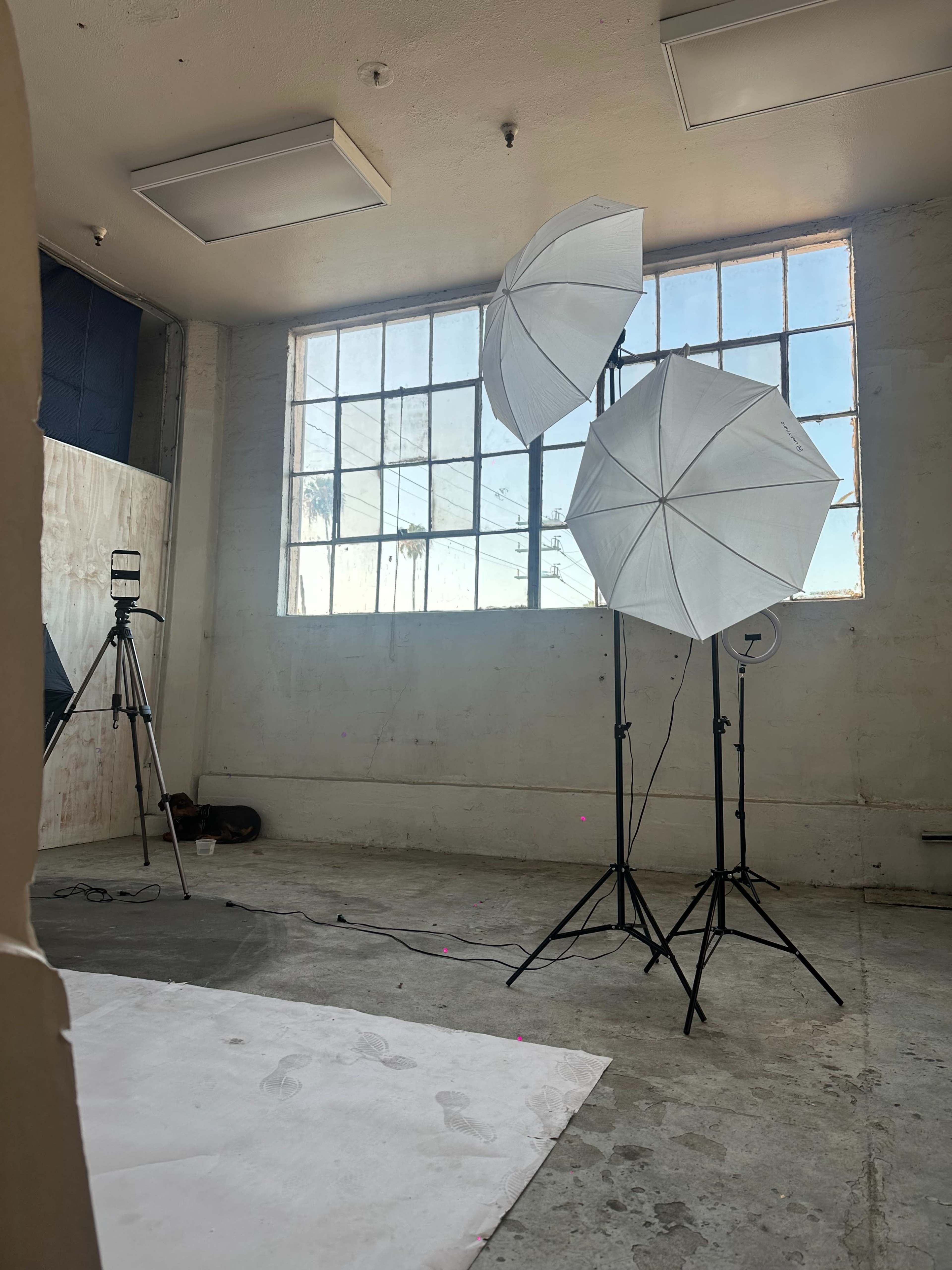 The image shows a photography studio with two large white umbrellas set up for lighting near a window, alongside a tripod and a plain backdrop on the floor.