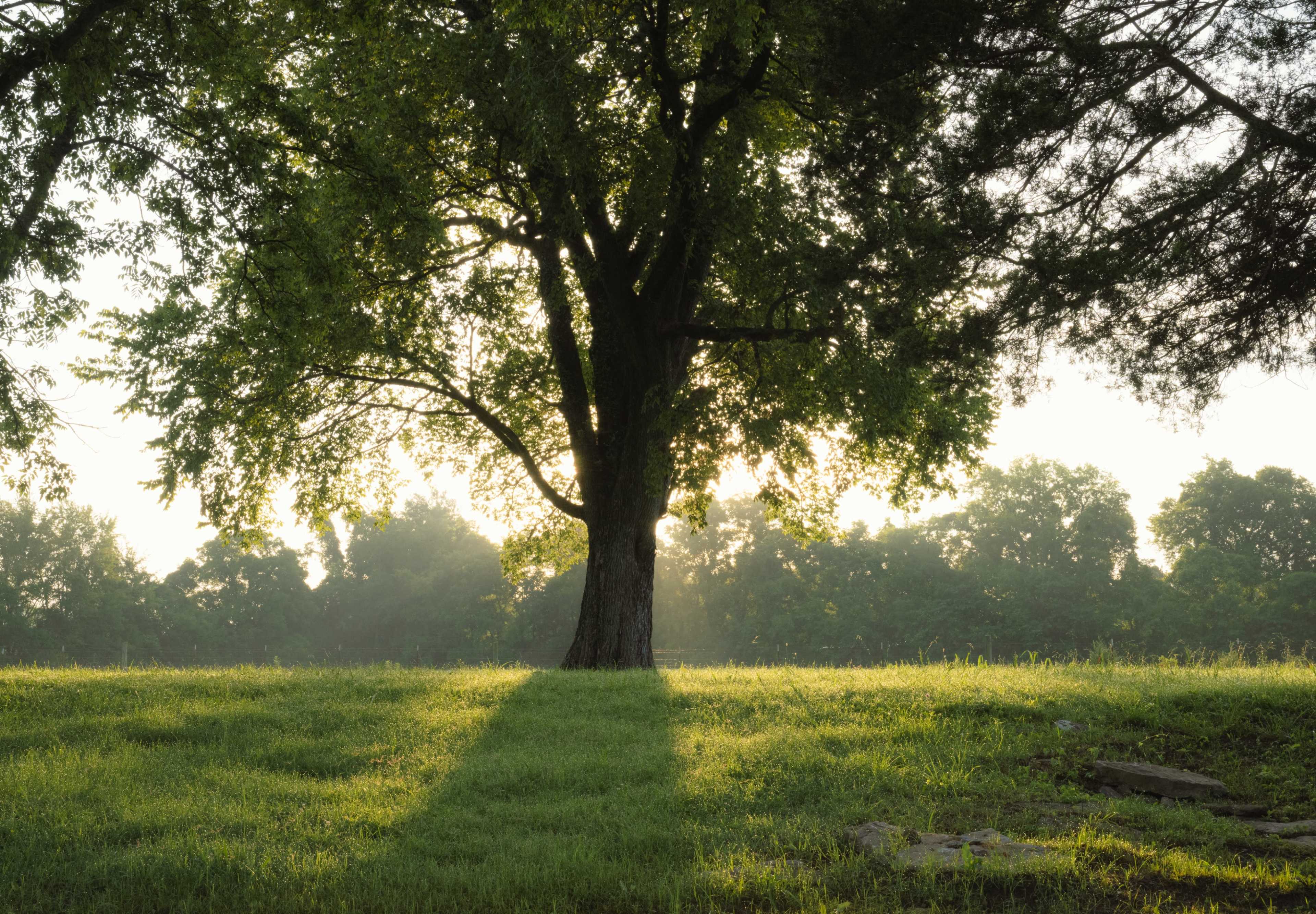 A large tree stands on a grassy field, casting a long shadow as sunlight filters through its leaves.
