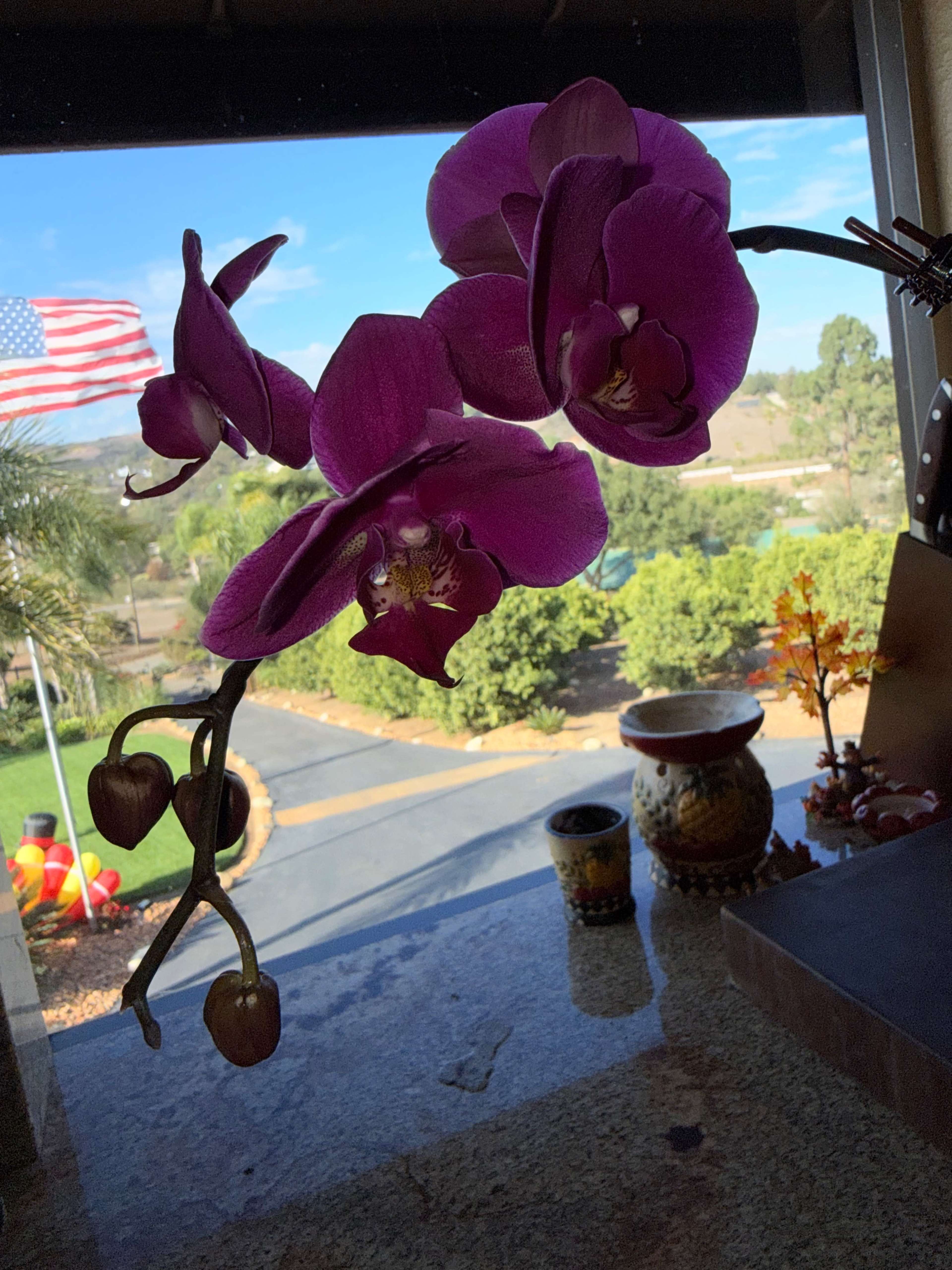 A purple orchid is in the foreground, with an American flag and a landscaped garden visible in the background through a window.