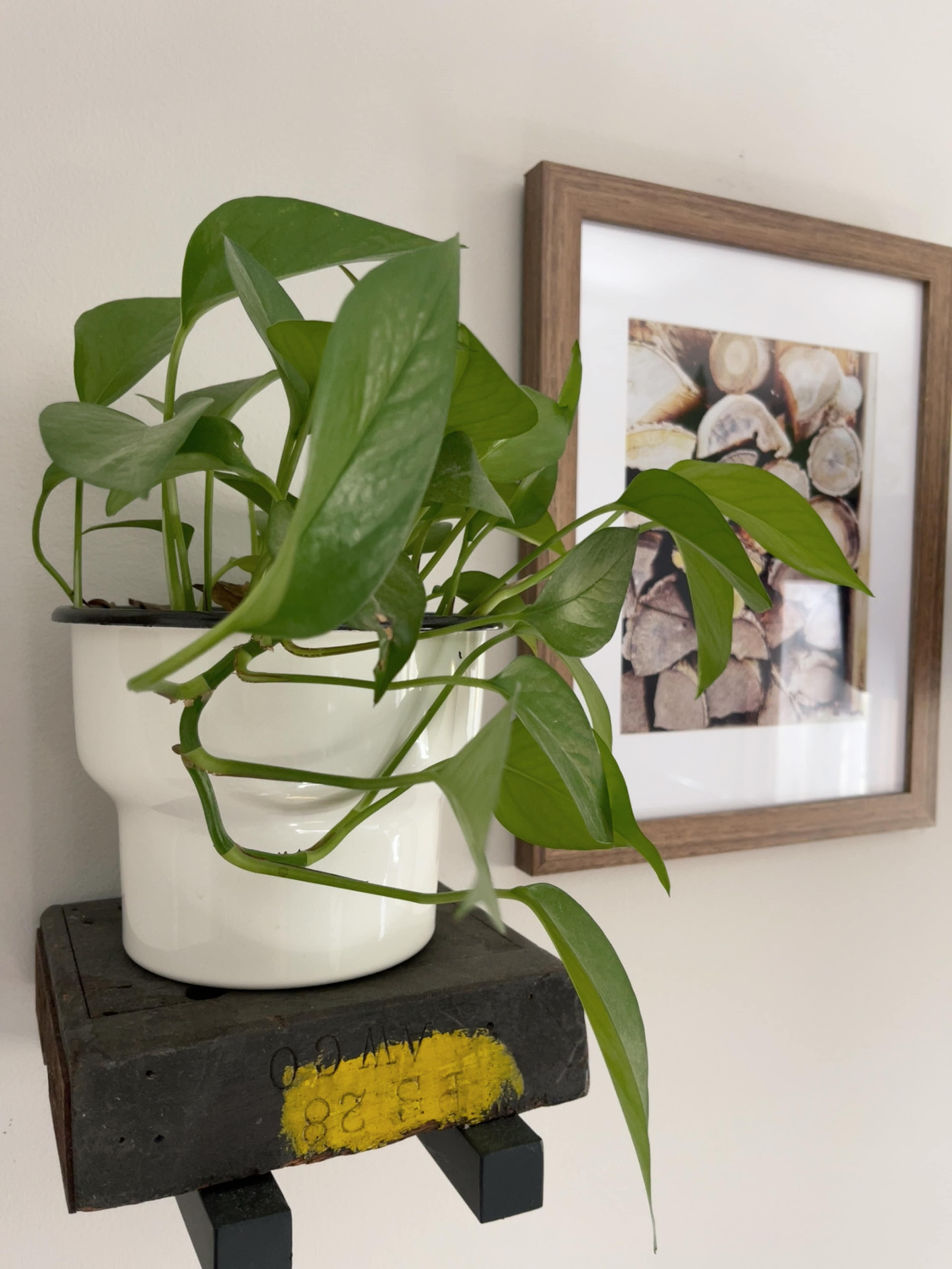 A green pothos plant is placed in a white ceramic pot on a wooden shelf, accompanied by a framed picture of stacked logs on the wall.