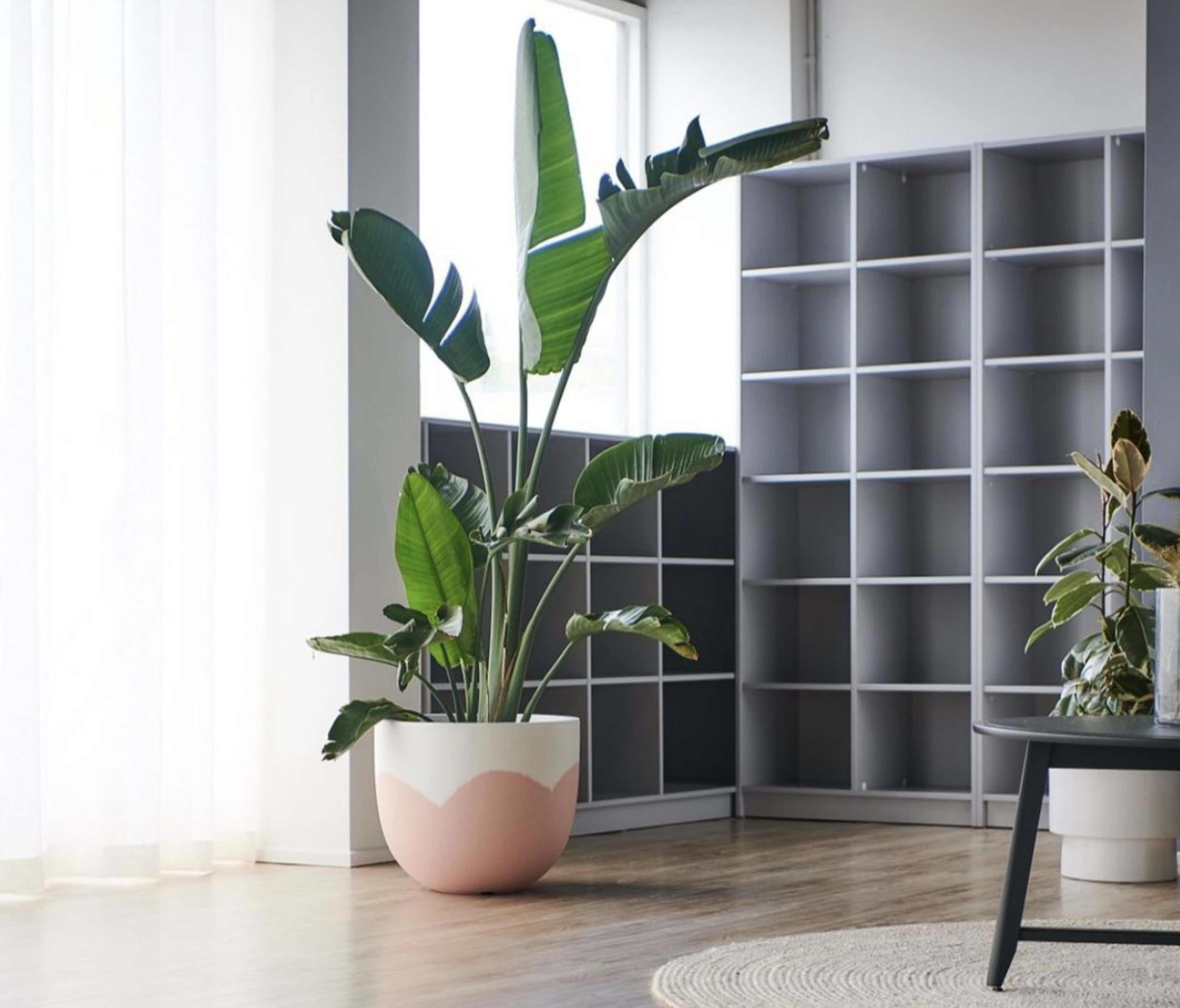 A large potted plant with broad green leaves stands next to a gray shelving unit in a well-lit room.