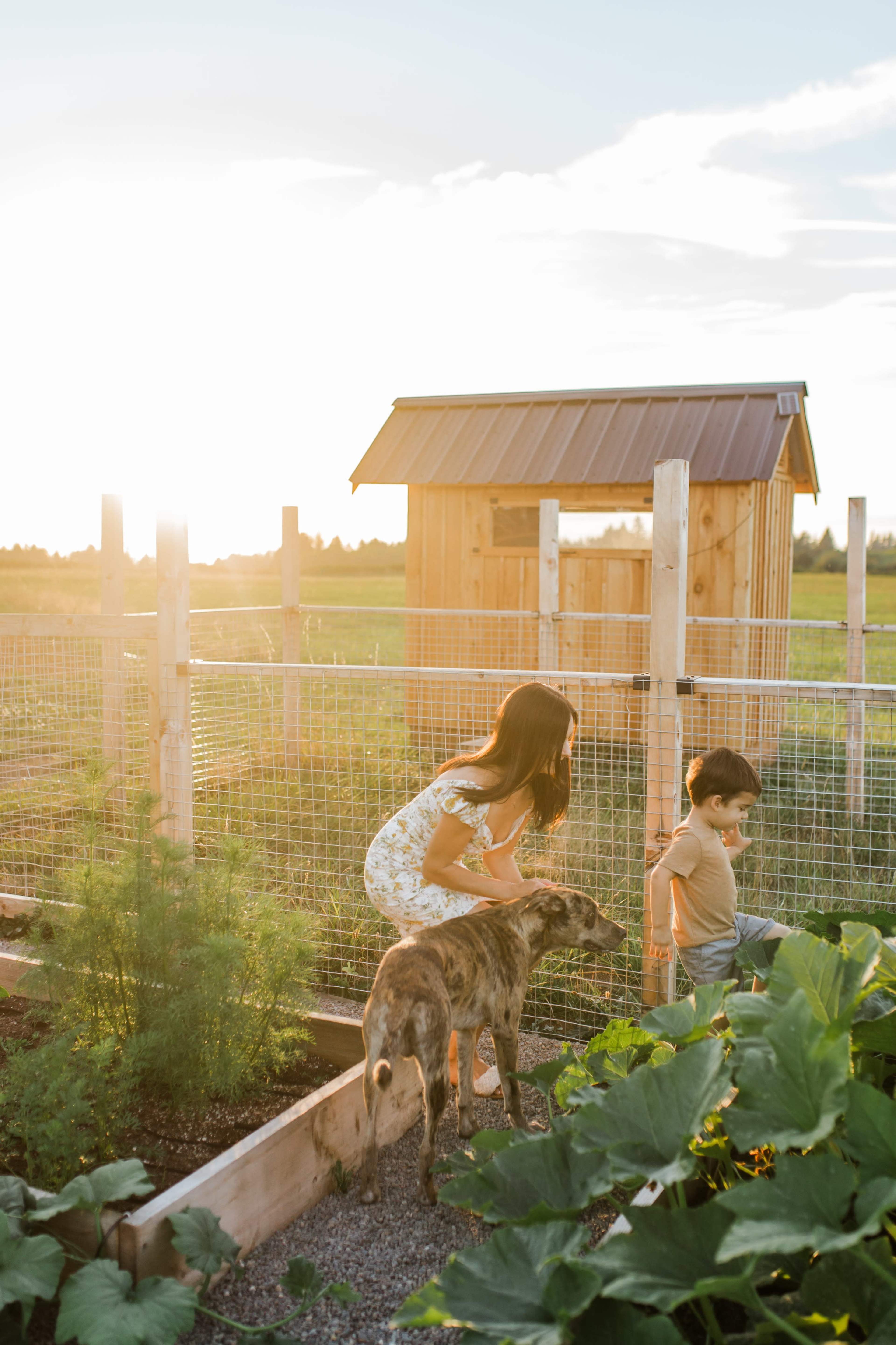 A girl and a boy interact with a dog near a vegetable garden while a wooden shed stands in the background under a sunset sky.
