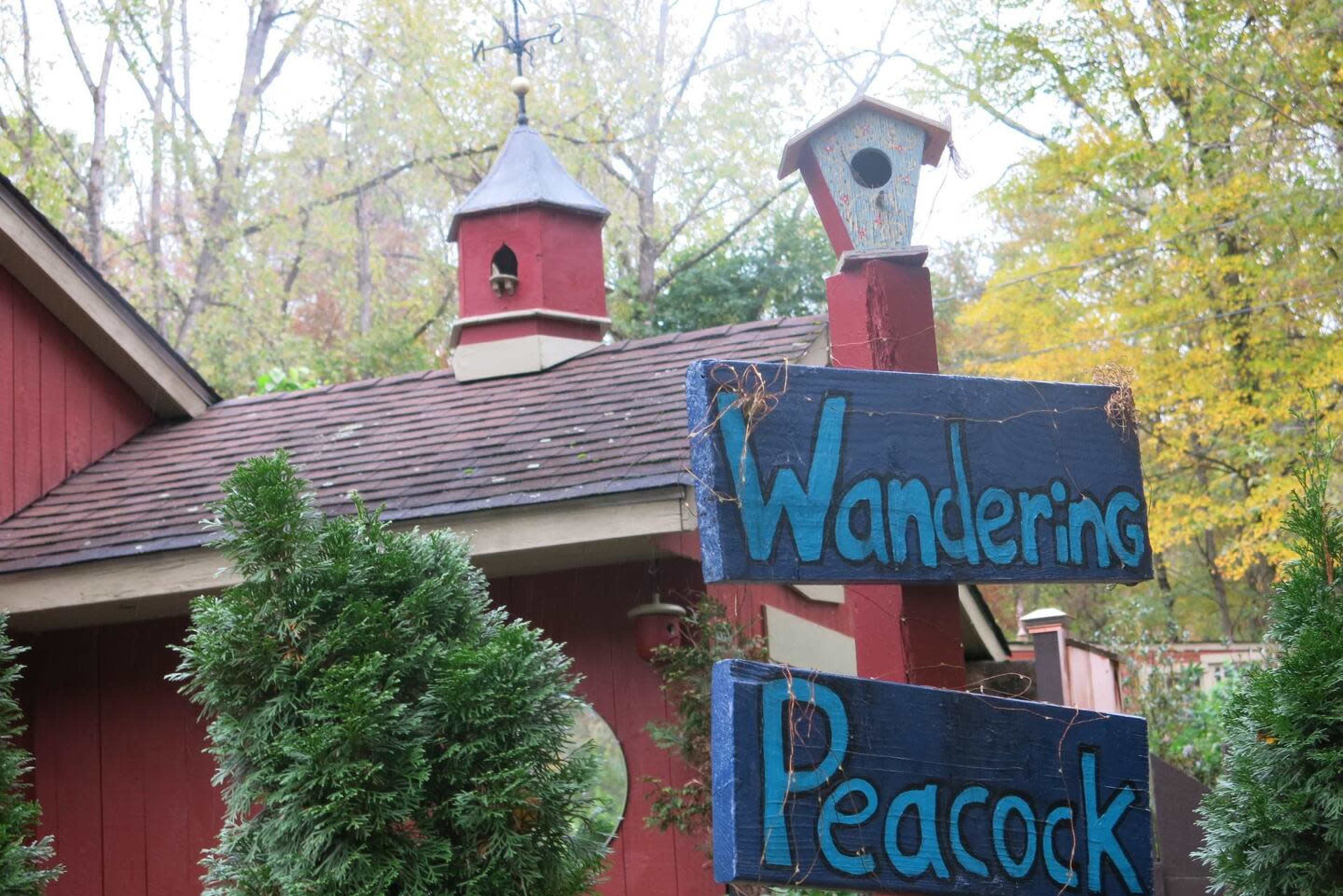A red building with a spire is framed by green shrubs and a sign that reads "Wandering Peacock."