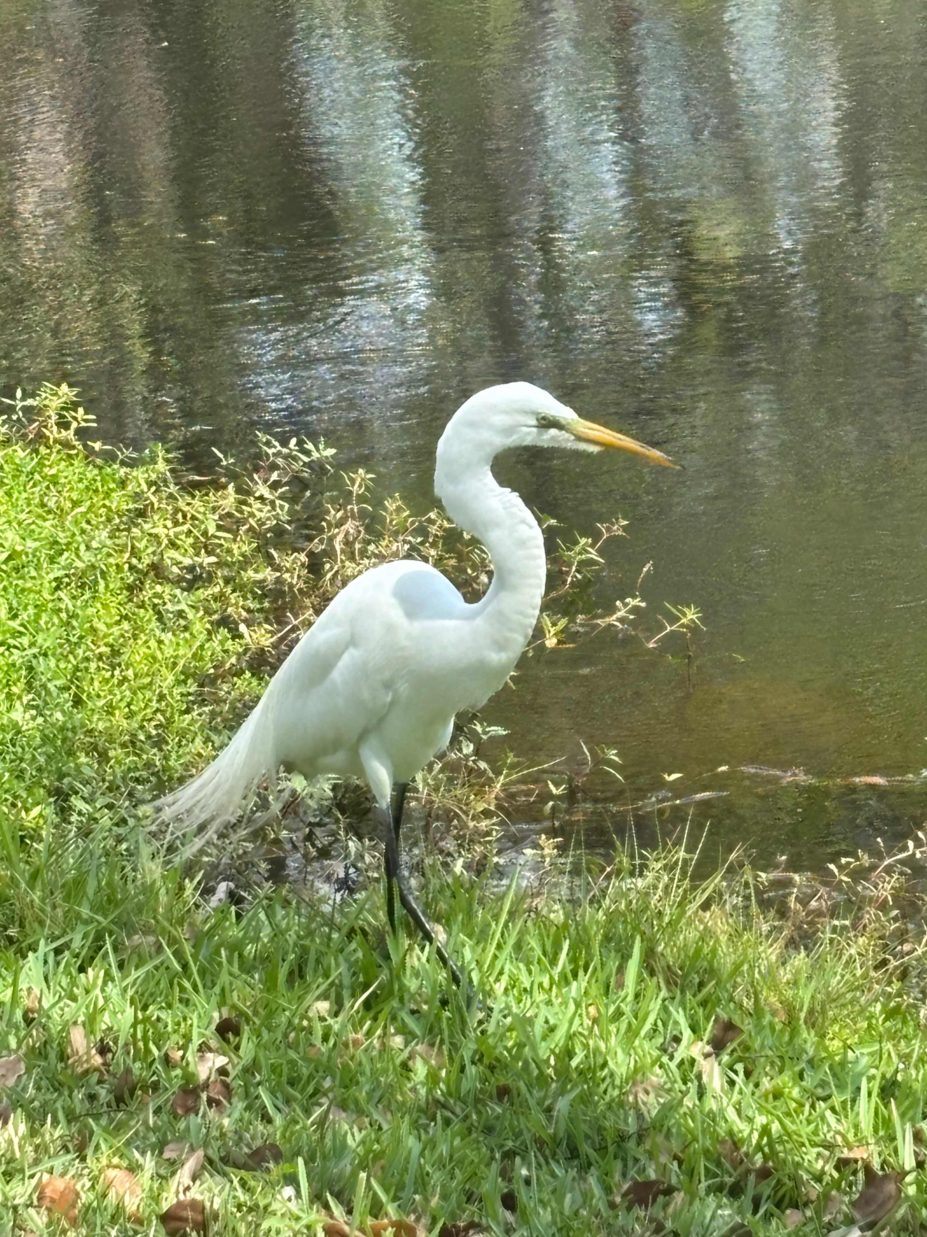 A white heron stands on one leg by the edge of a calm body of water surrounded by green grass and foliage.
