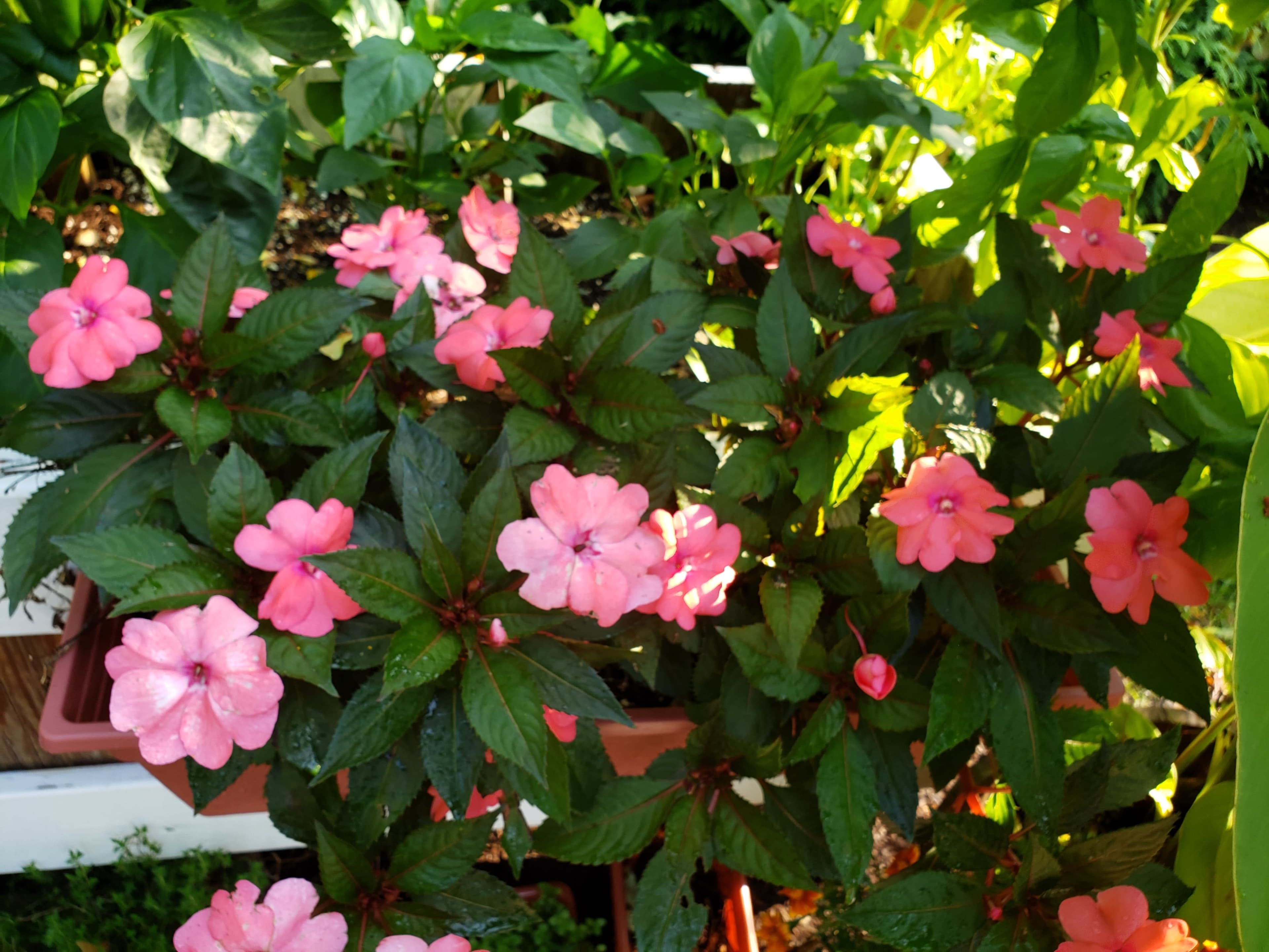 A cluster of pink impatiens flowers is surrounded by green foliage in a garden setting.