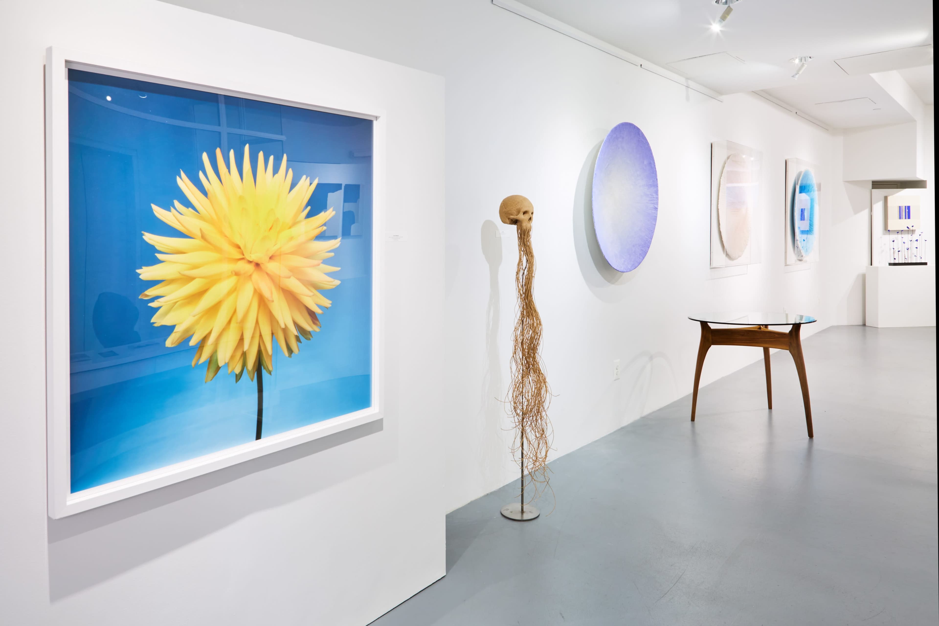 The image shows an art gallery featuring a large photograph of a yellow flower, abstract circular artworks on the wall, and a sculptural piece resembling a skull with a long, thin base.