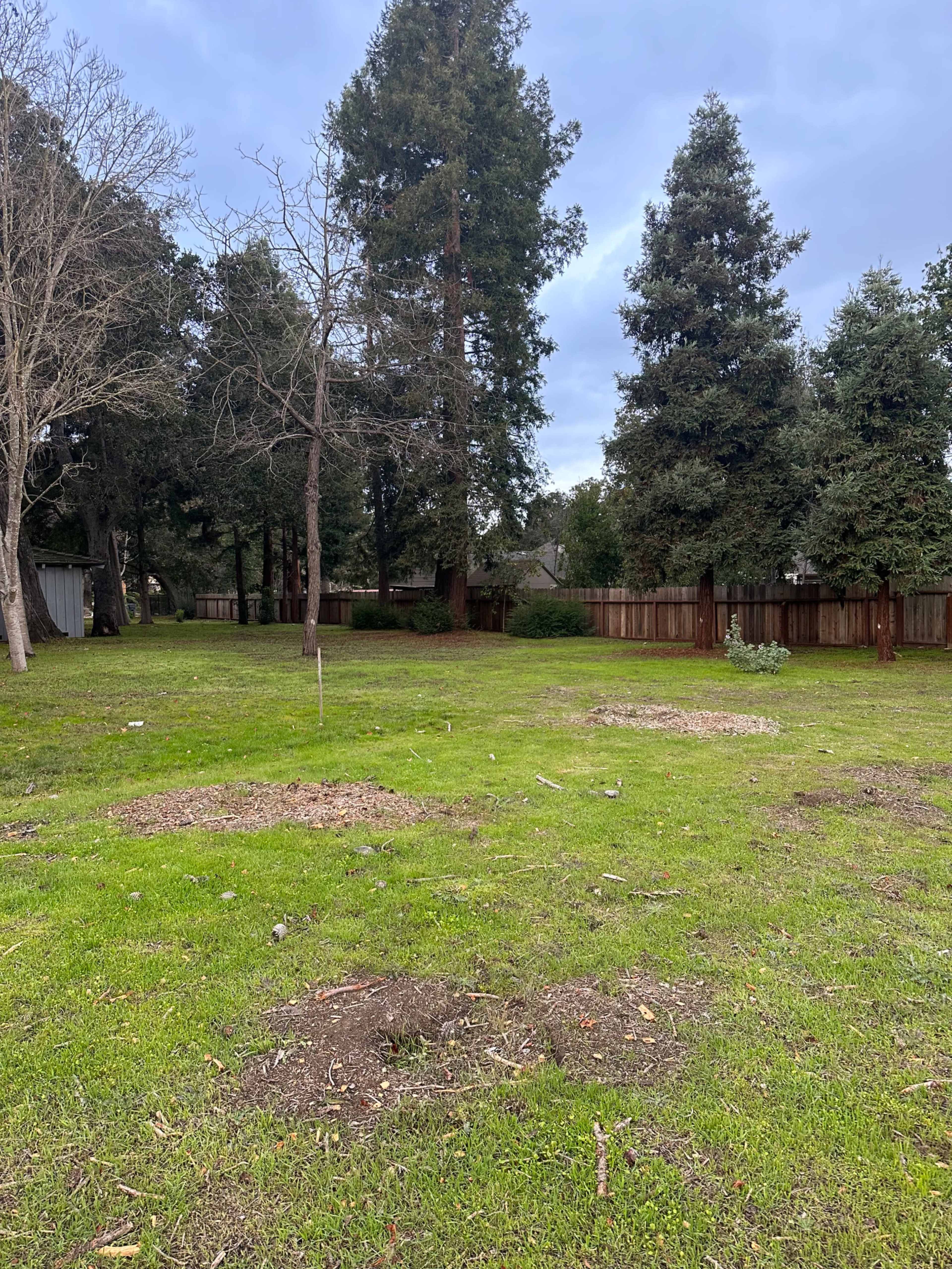 The image shows a grassy area with several bare patches, surrounded by tall trees and a wooden fence in the background.