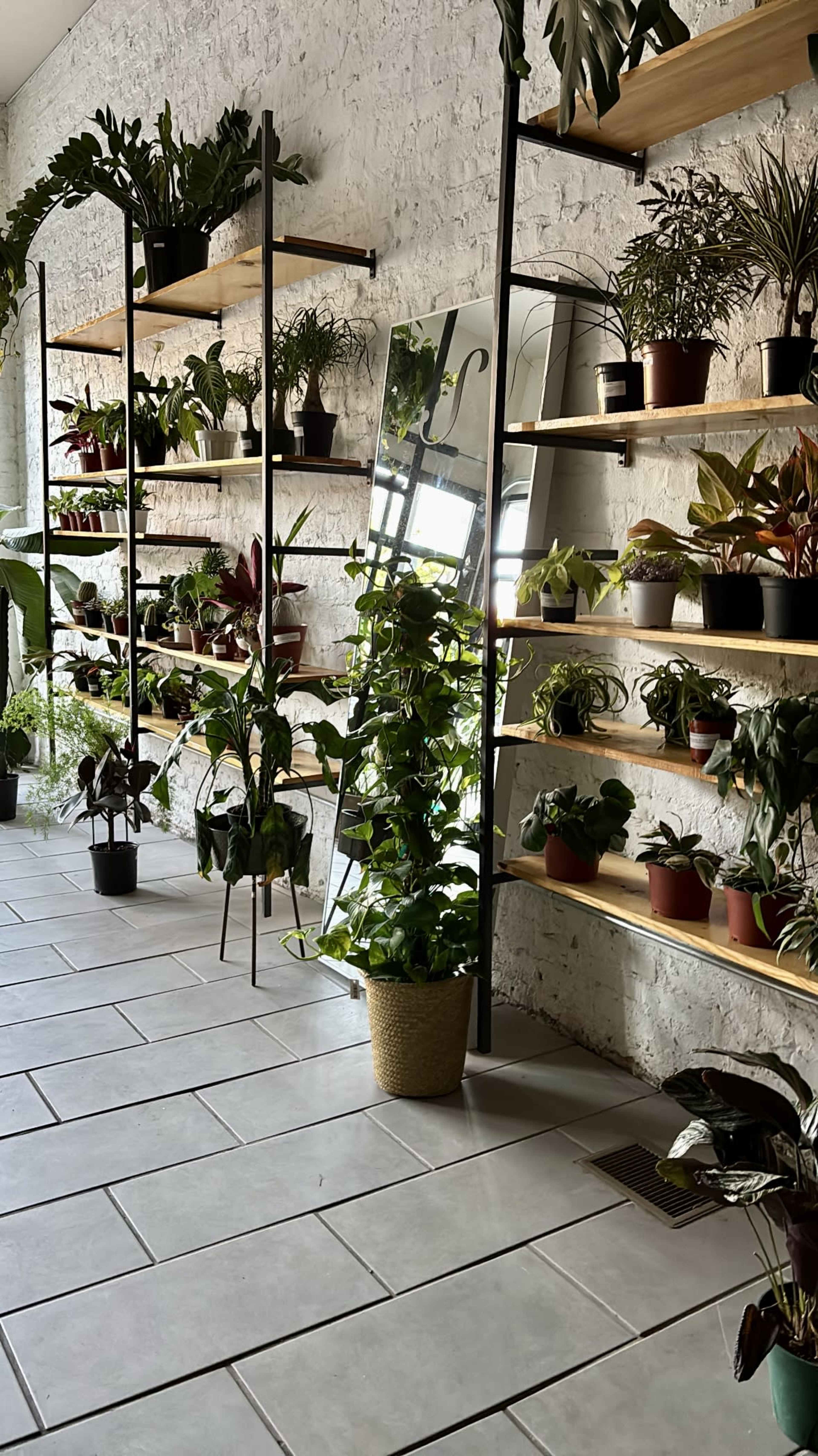 The image shows a room with white walls featuring shelves filled with various potted plants, and a large mirror leaning against one wall.
