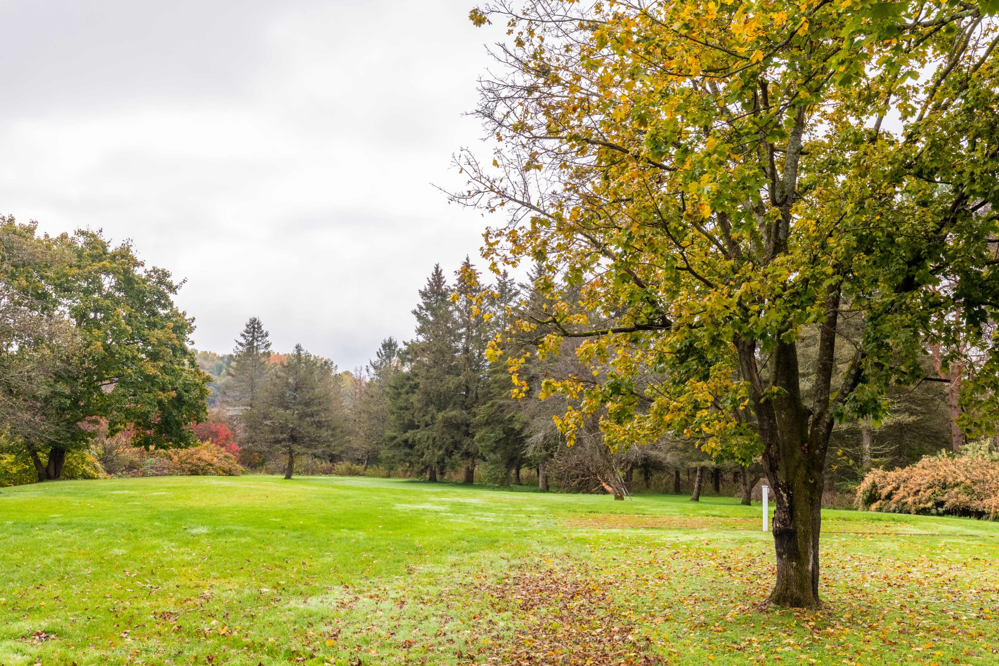 A tree with yellowing leaves stands in a grassy field surrounded by scattered trees on an overcast day.